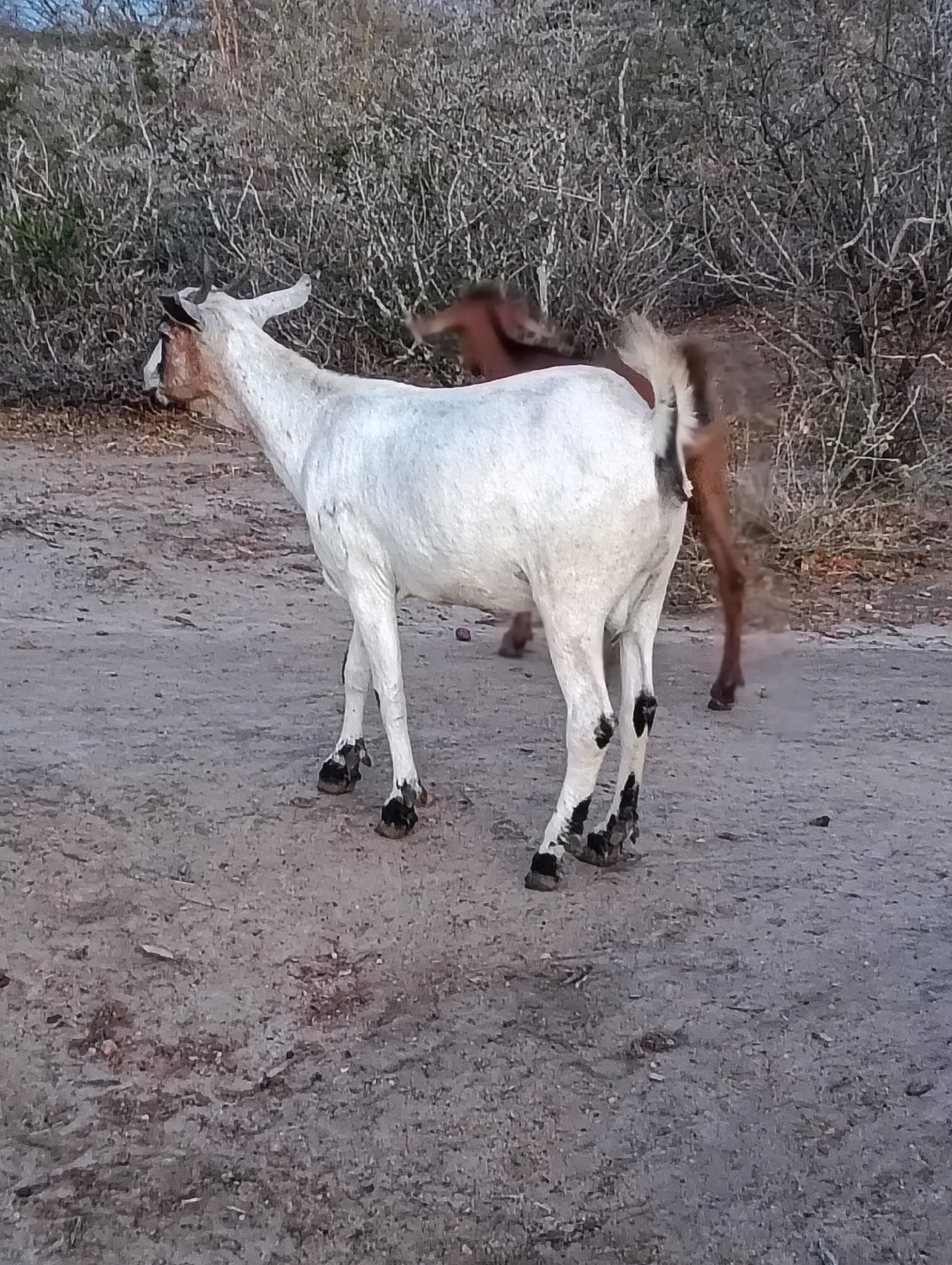 The image shows two goats in an outdoor environment, likely in a rural area. The goat in the foreground is white with some brown markings on its head and legs. It is standing on a dirt path, with dry vegetation and brush in the background. Another goat, which is brown, is partially visible behind the white goat. The lighting suggests it is either early morning or late afternoon. The scene is natural and appears to be in a sparsely populated area. Without further information about Mutitu/Kaliku ward, Kenya, it is not possible to pinpoint the exact location within the city.