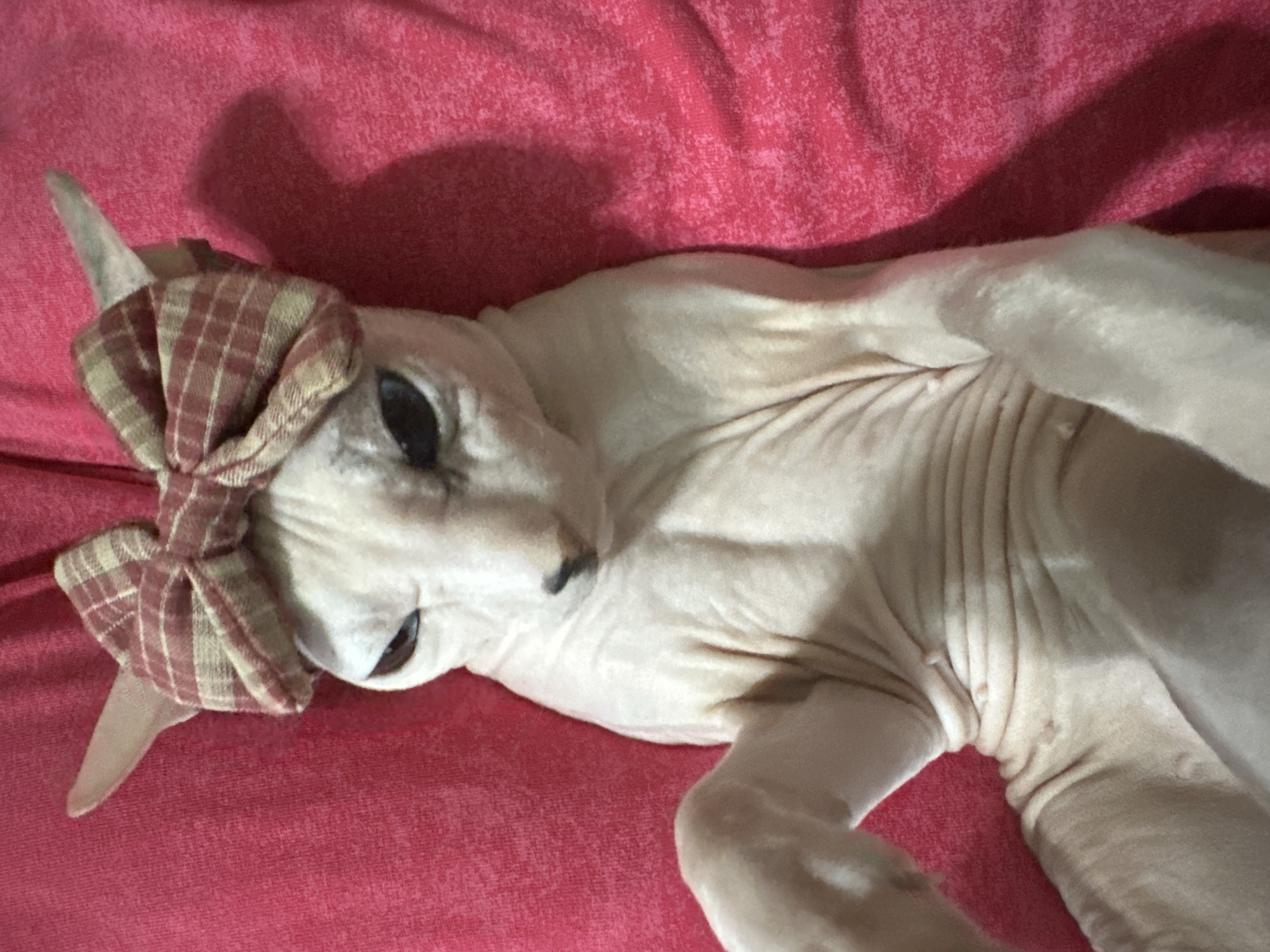 A Sphynx cat with a red and tan plaid bow on its head lies on a pink textured surface. The cat is mostly visible, from its head to its paws. Its eyes are partially closed and it appears to be looking upwards. The pink surface is wrinkled, suggesting it may be fabric. There is no indication of the location being in Togliatti, Russia.