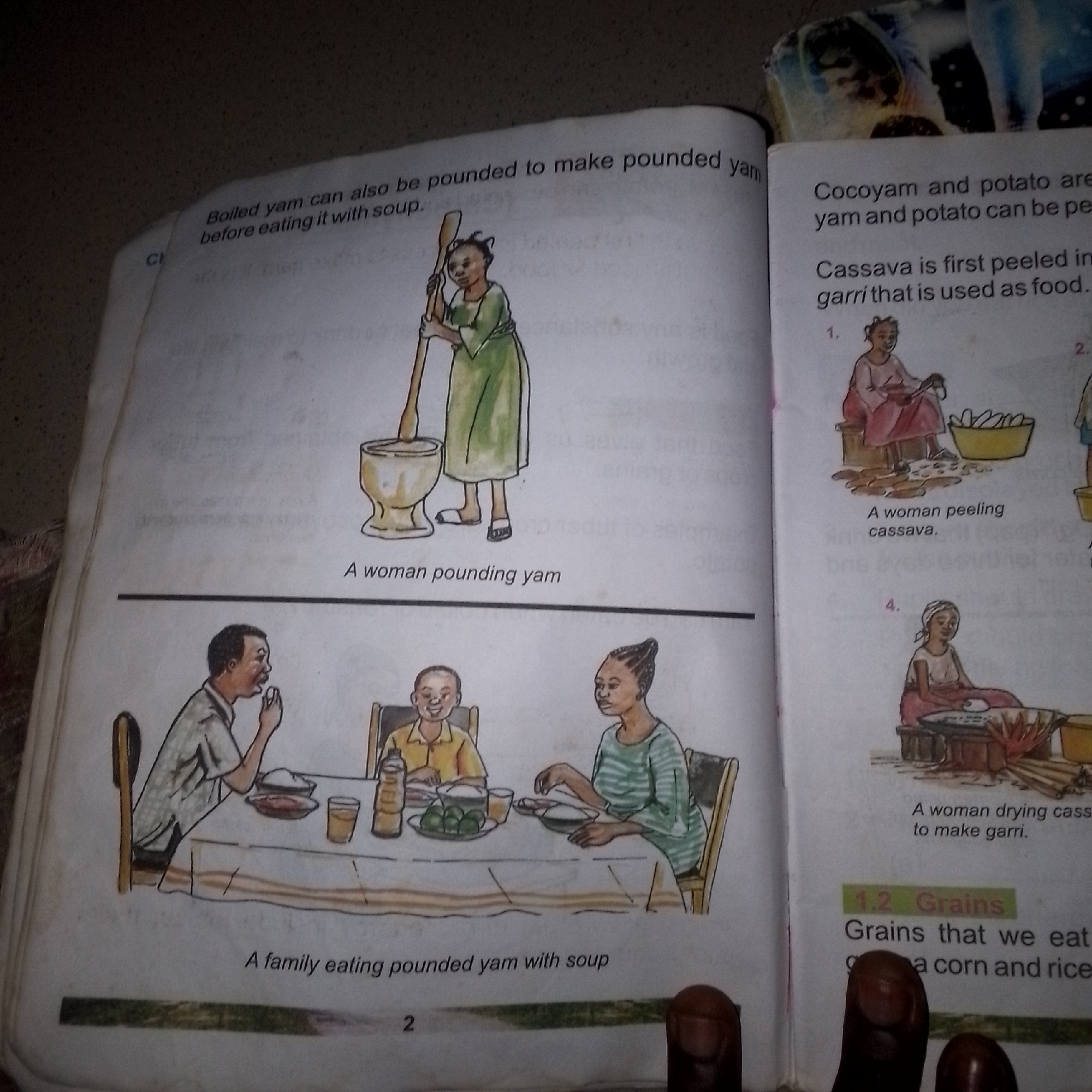The image depicts two pages of a book containing illustrations and text related to food preparation and consumption. The left page shows a woman pounding yam with a pestle in a mortar, and below it, a family eating pounded yam with soup. The right page illustrates different stages of processing cassava and mentions "Grains" as a topic, showing women peeling and drying cassava. The text on the left page states, "Boiled yam can also be pounded to make pounded yam before eating it with soup." and "A woman pounding yam." and "A family eating pounded yam with soup". The text on the right page reads, "Cocoyam and potato are yam and potato can be pe" and "Cassava is first peeled in garri that is used as food.", "A woman peeling cassava.", and "A woman drying cass to make garri.". There are no visual elements in the image that suggest a specific location in Jalingo, Nigeria. The illustrations are in a simplified, cartoon-like style. The overall lighting suggests an indoor setting, likely a room where the book is being read or displayed.