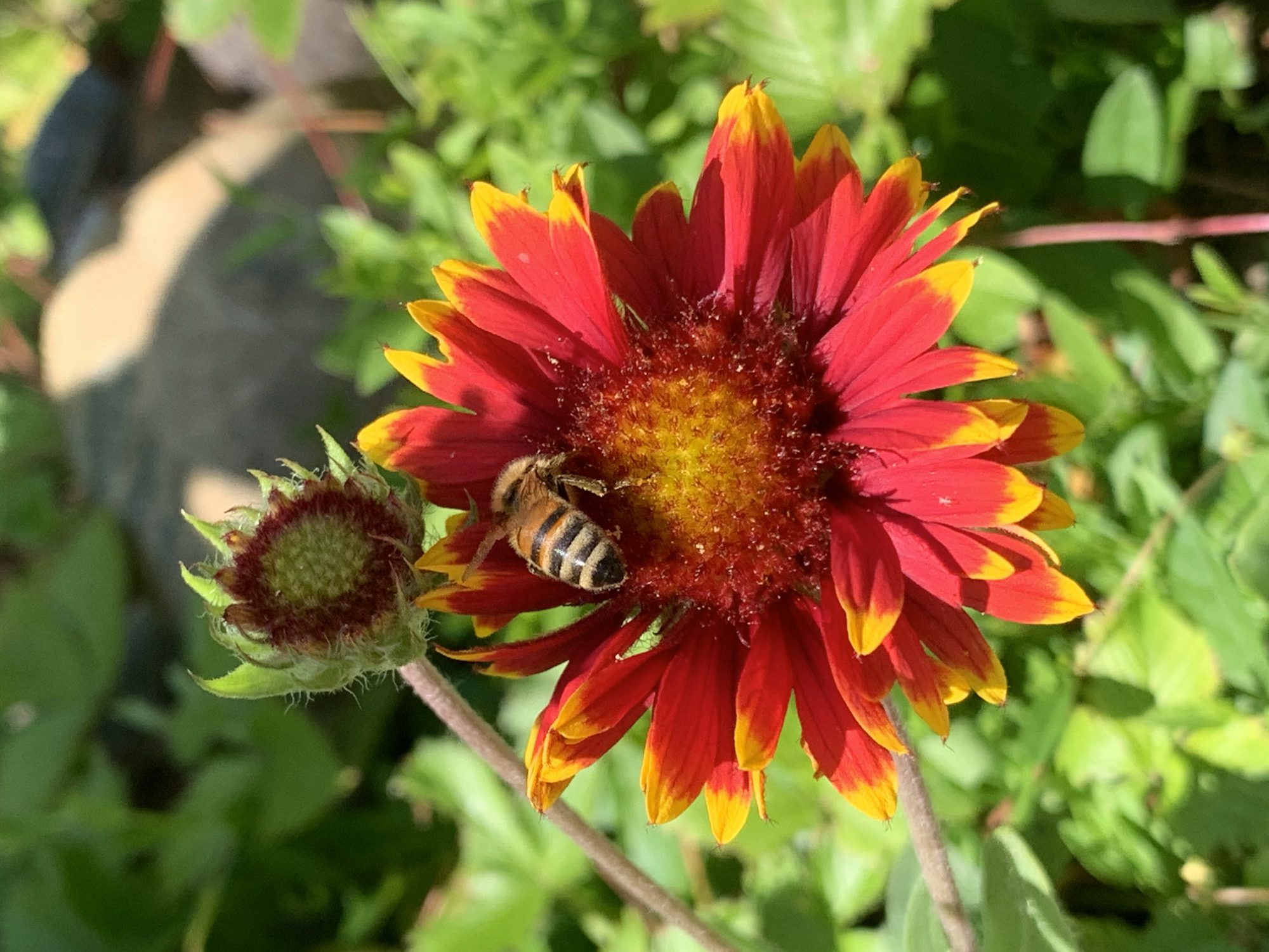 A close-up, eye-level shot shows a bee on a vibrant red and yellow flower. The bee, with its distinctive black and yellow stripes, is positioned on one of the flower's petals, its body angled towards the center. The flower itself has ray florets that are deep red at the base and transition to a bright yellow at the tips, creating a striking bicolor effect. The center of the flower is a dense cluster of smaller, darker red and yellow florets. To the left of the main flower, a smaller, unopened flower bud is visible, its dark red and green sepals forming a tight, fuzzy bud. The background is a soft blur of green foliage, suggesting a garden or natural setting. The lighting indicates it is daytime, likely sunny, given the bright illumination and clear shadows. The overall impression is one of nature's activity and beauty, with the bee actively engaged in pollinating the flower. The image appears to be taken outdoors, in a location with abundant plant life. No text is visible in the image.