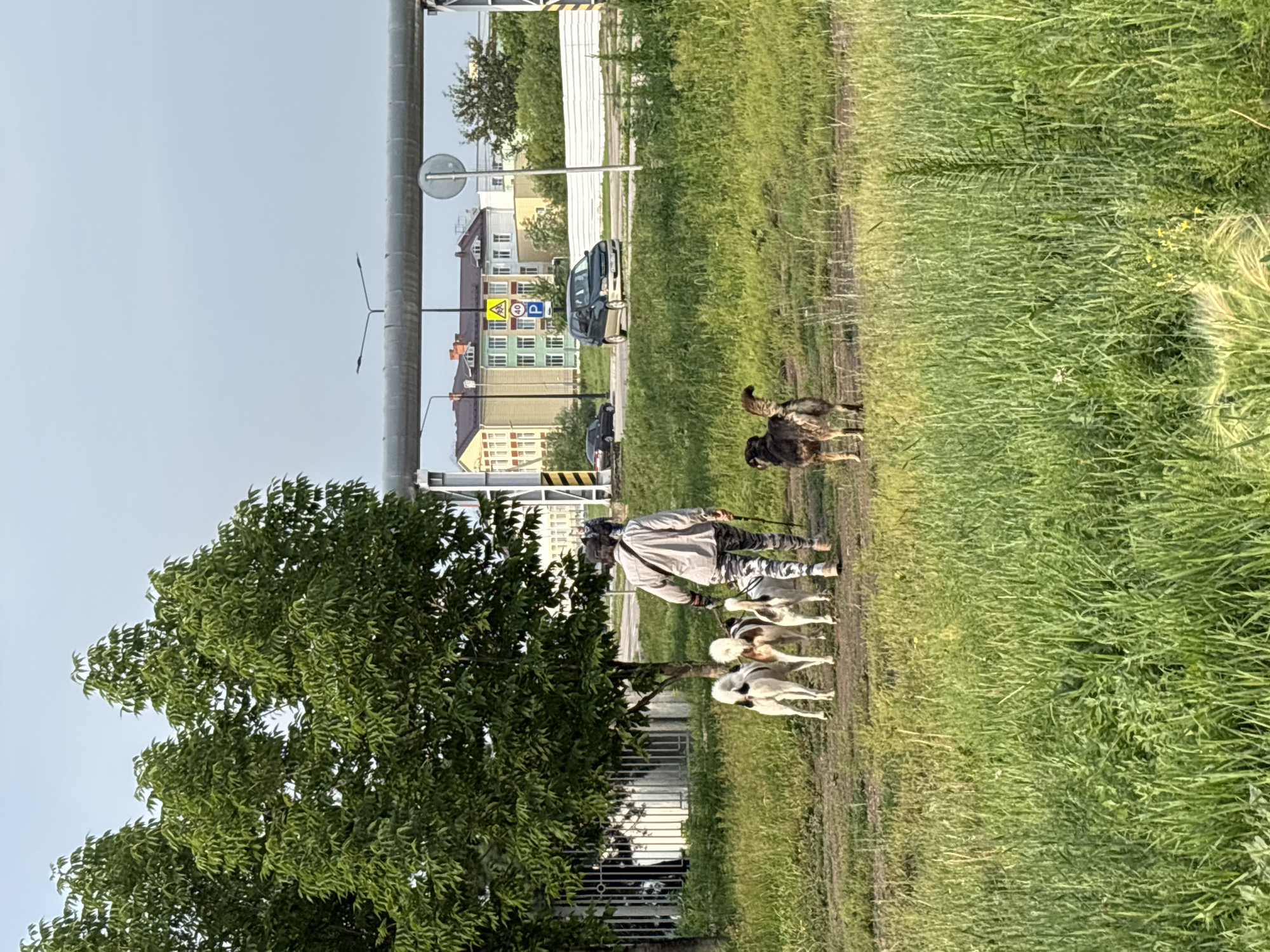 A person, seen from behind, walks across a grassy field, leading four dogs on leashes. The person wears a light-colored long-sleeved shirt and patterned leggings. Three dogs walk in a line ahead of the person, and one dog is slightly ahead and to the right. In the background, there is a large industrial pipe running horizontally across the frame, and beyond that, a road with cars and buildings. The buildings appear to be residential or commercial, with multiple stories and colorful facades. The environment is a mixture of urban infrastructure and a natural, overgrown grassy area. The sky is overcast. The scene suggests a late afternoon or early evening setting. The presence of the industrial pipe and the architecture of the buildings could indicate an industrial or peri-urban area within Blagoveshchensk, Russia.