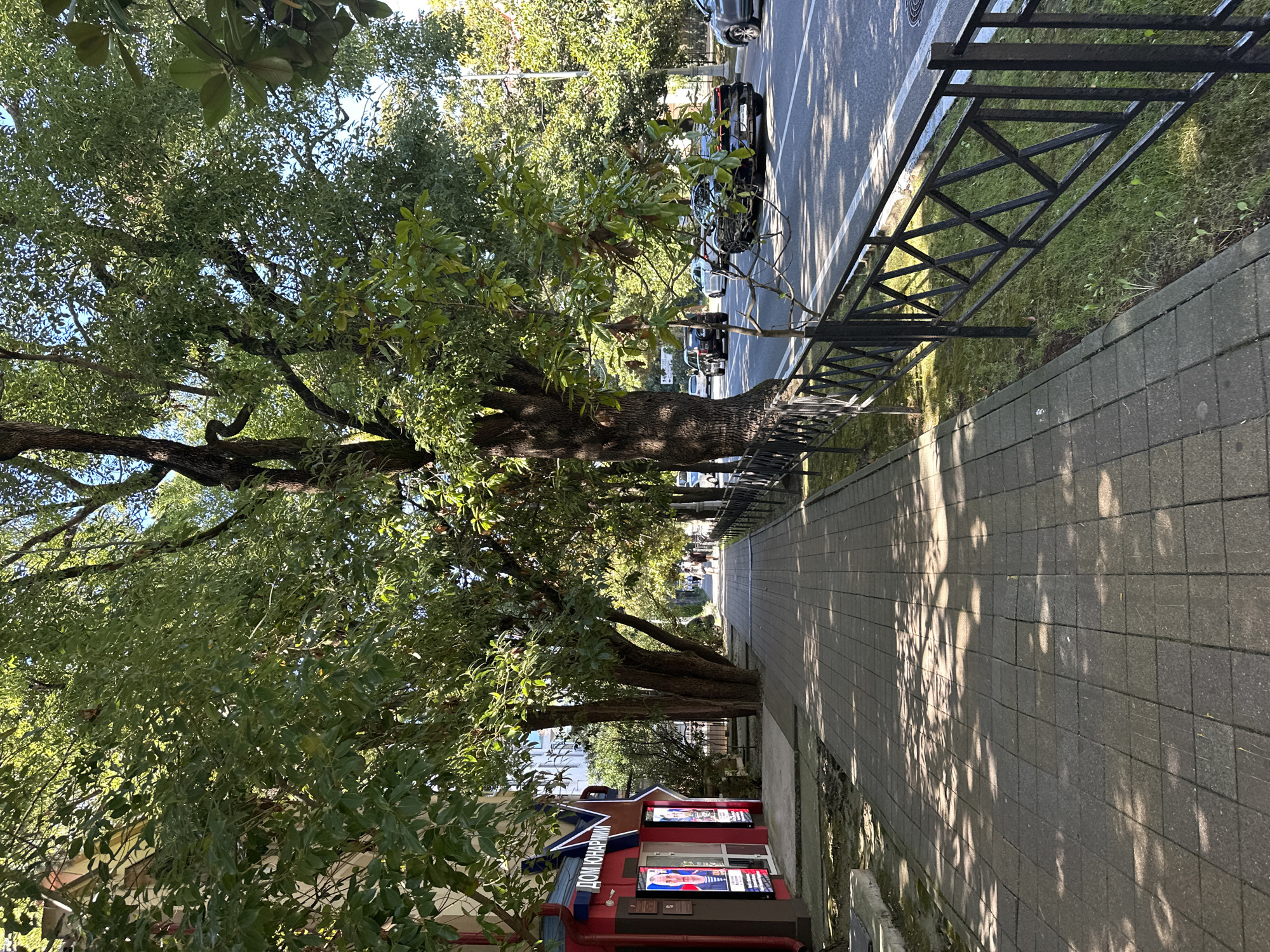 The image shows a wide, paved sidewalk alongside a street in Sochi, Russia. Large trees with dense green foliage line the sidewalk, casting dappled shadows on the pavement. A black metal fence separates the sidewalk from the grassy verge and the street. On the left side of the image, a building with a red facade and large illuminated signs, one reading "ДОМ ЮНАРМИИ", is visible. Several cars are driving on the street, which has white lane markings. In the distance, a few people are walking along the sidewalk. The sky is clear and blue.