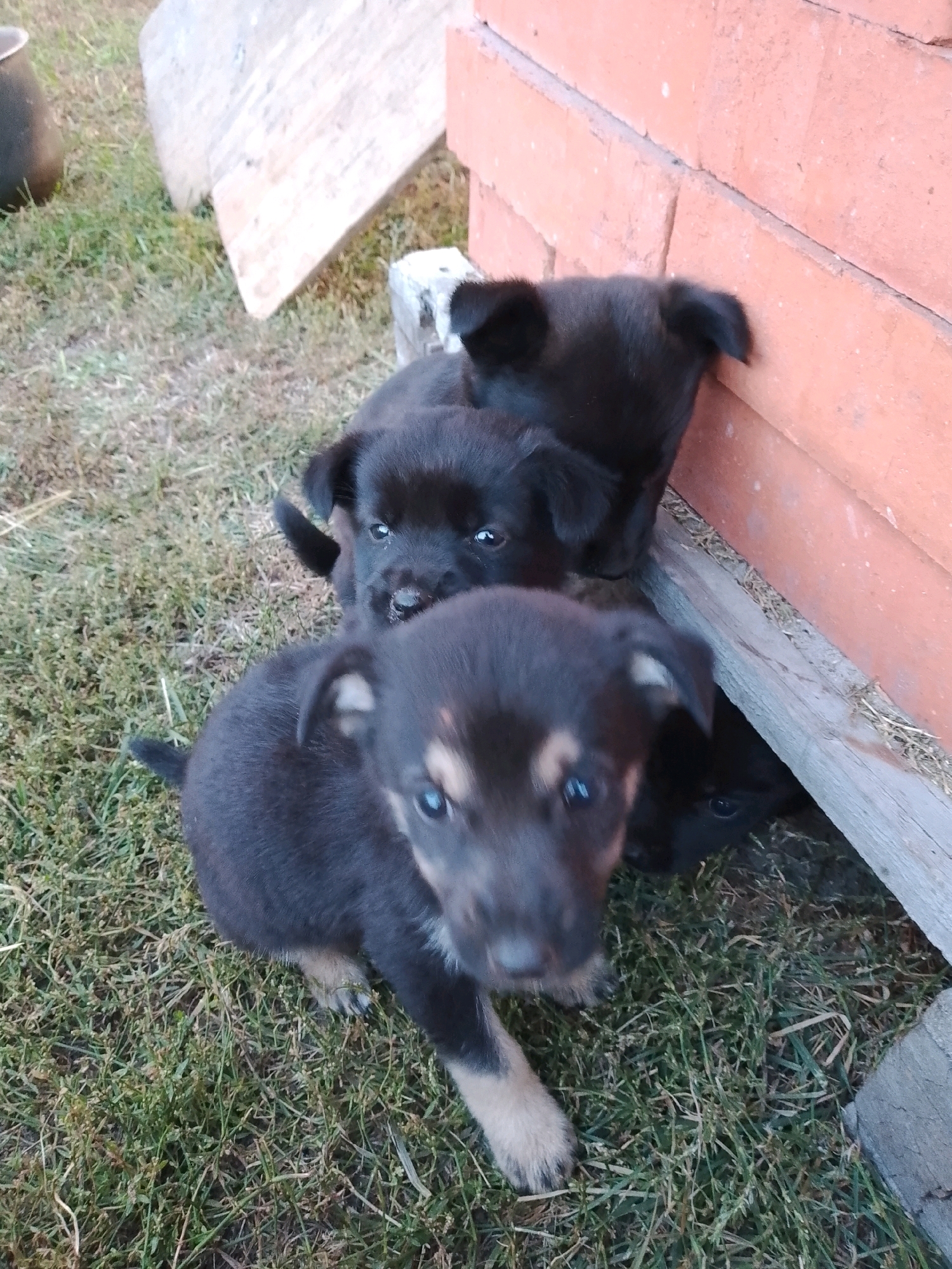 A litter of at least three black puppies are in the foreground of the image, situated on a patch of grass. The puppy closest to the camera is a dark brown and black mix with tan markings around its eyes and muzzle, and it is looking directly at the camera. Behind this puppy, two more black puppies are visible, one in the middle ground and another tucked in the background, partially obscured by a brick structure. The puppies are gathered near a wooden beam and a wall constructed of orange bricks. The environment appears to be an outdoor area, possibly a yard or a rural setting, with dry grass and some scattered debris. The lighting suggests it is daytime. There is no indication of human presence or activity in the scene.
