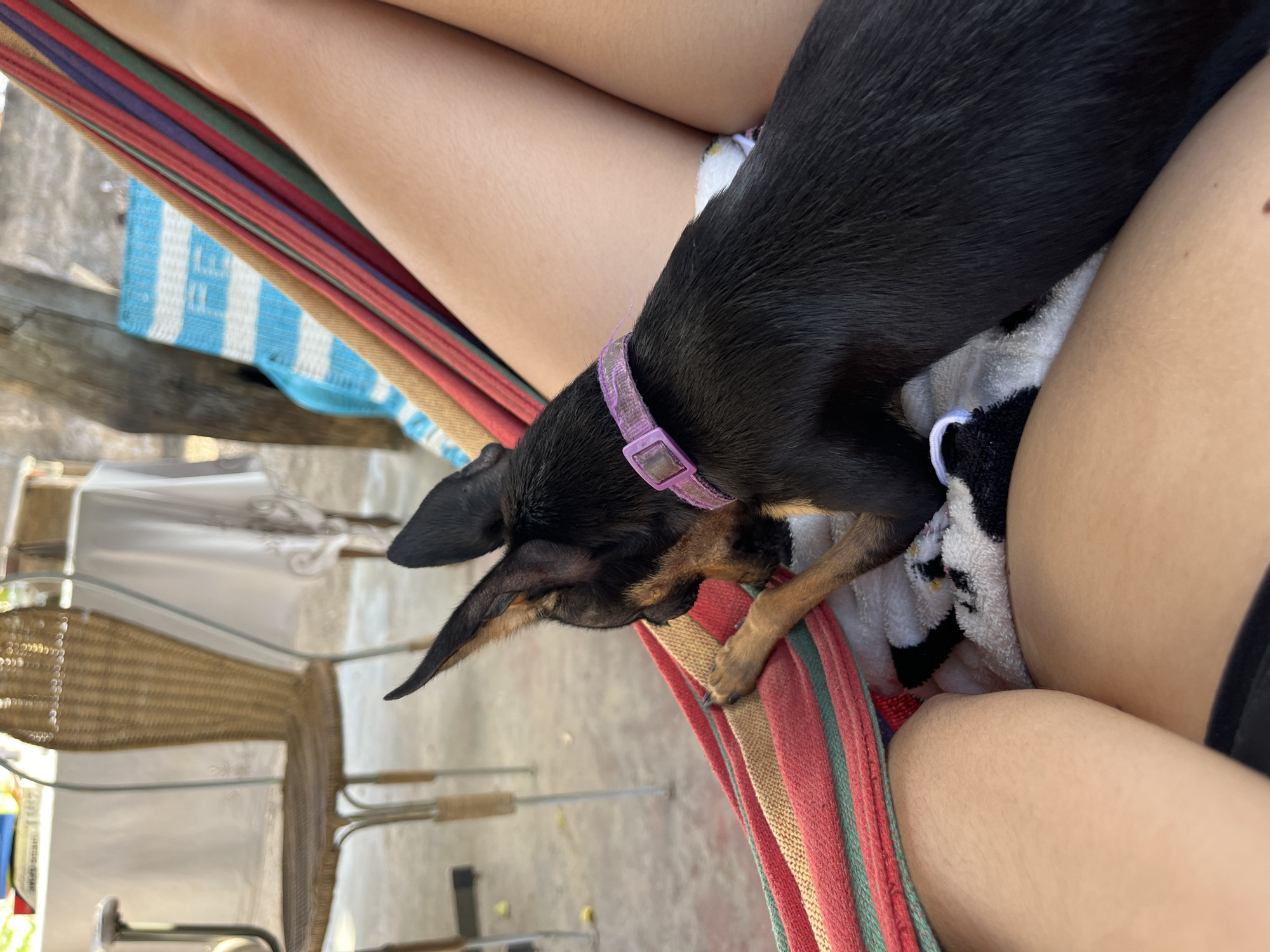 A medium shot of a black and tan miniature pinscher dog wearing a purple collar, resting on a person's lap. The person is sitting in a striped hammock, with a white and black patterned towel underneath the dog. The background is blurred, but shows a wicker chair and the ground. The location of this scene is Juan Griego, Venezuela.