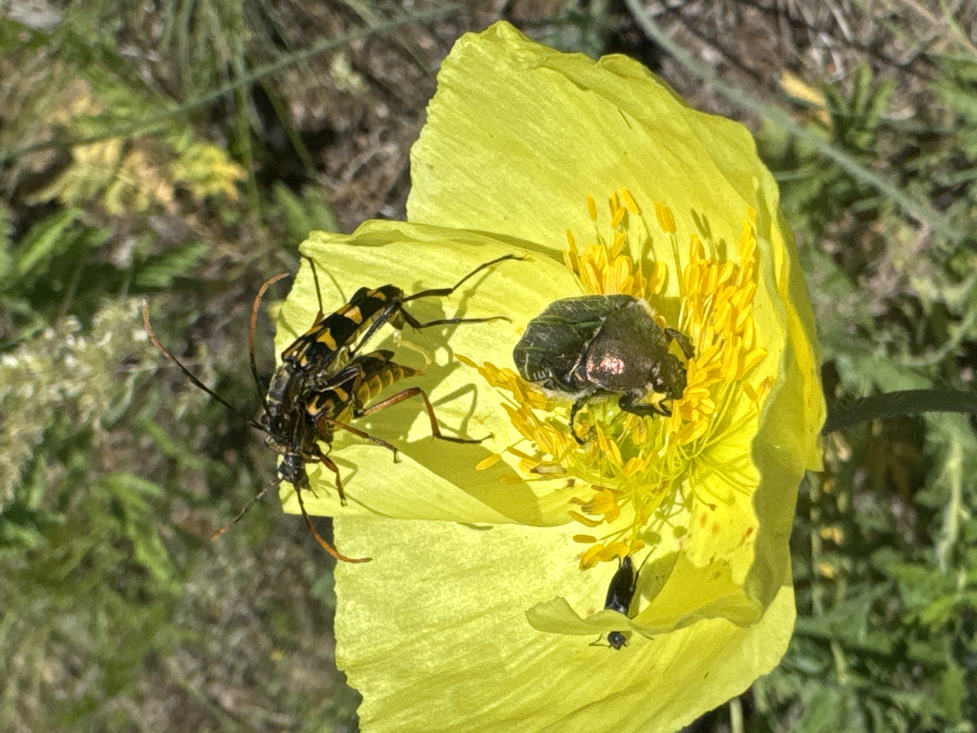 In this close-up, eye-level outdoor photograph, a vibrant yellow poppy flower serves as the central focus, adorned with several insects. Two longhorn beetles, characterized by their black and yellow striped bodies and prominent antennae, are perched on the upper petals, appearing to be interacting. In the center of the flower, within the cluster of yellow stamens, a larger, iridescent green beetle is visible. Additionally, a smaller black insect is positioned on the lower left petal. The background consists of out-of-focus green foliage and dry, earthy ground, suggesting a natural, uncultivated environment. The lighting indicates a bright, sunny day, casting subtle shadows on the flower's petals.