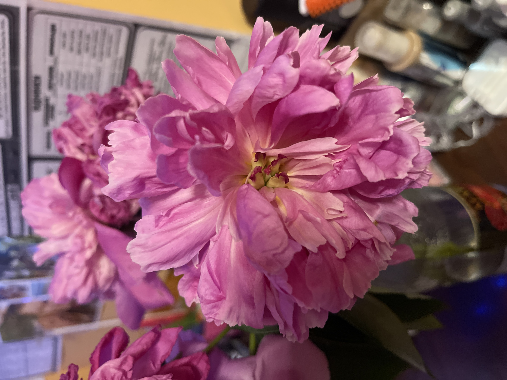 A close-up, eye-level, full shot captures a bouquet of pink peonies in a glass vase. The flowers are vibrant and lush, with ruffled petals that range in color from deep fuchsia to soft pink. Some of the petals are slightly wilted, indicating the flowers may have been recently picked. In the background, a blurry image suggests a wall adorned with framed items, possibly menus or informational posters. The lighting is dim, casting shadows and highlighting the delicate texture of the peony petals. The scene is likely indoors, perhaps in a home or a shop.