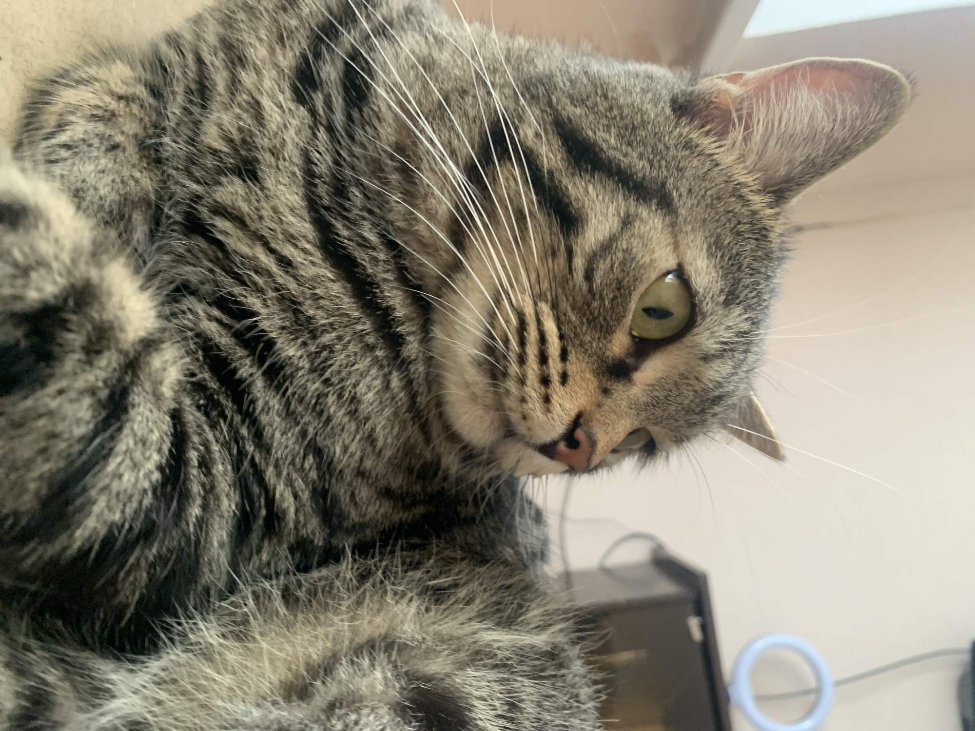 A close-up, low-angle shot features a tabby cat with distinctive grey, brown, and black striped fur. The cat is looking down and slightly to its right, with its head tilted, displaying large, bright green eyes with narrow pupils and a small pink nose. Long, prominent white whiskers fan out from its muzzle. Its expression appears alert and curious. The cat's head and a portion of its upper body, including some fur on its chest or paws, fill most of the foreground. The background is soft and out of focus, showing a light-colored surface at the top and a darker, indistinct object, possibly furniture or electronics, in the bottom right. A light blue or white ring-shaped object connected by a wire is also partially visible in the blurry lower background. The scene is well-lit, indicating an indoor setting in Stavropol, Russia. No specific time of day or weather can be determined, and there is no visible text.