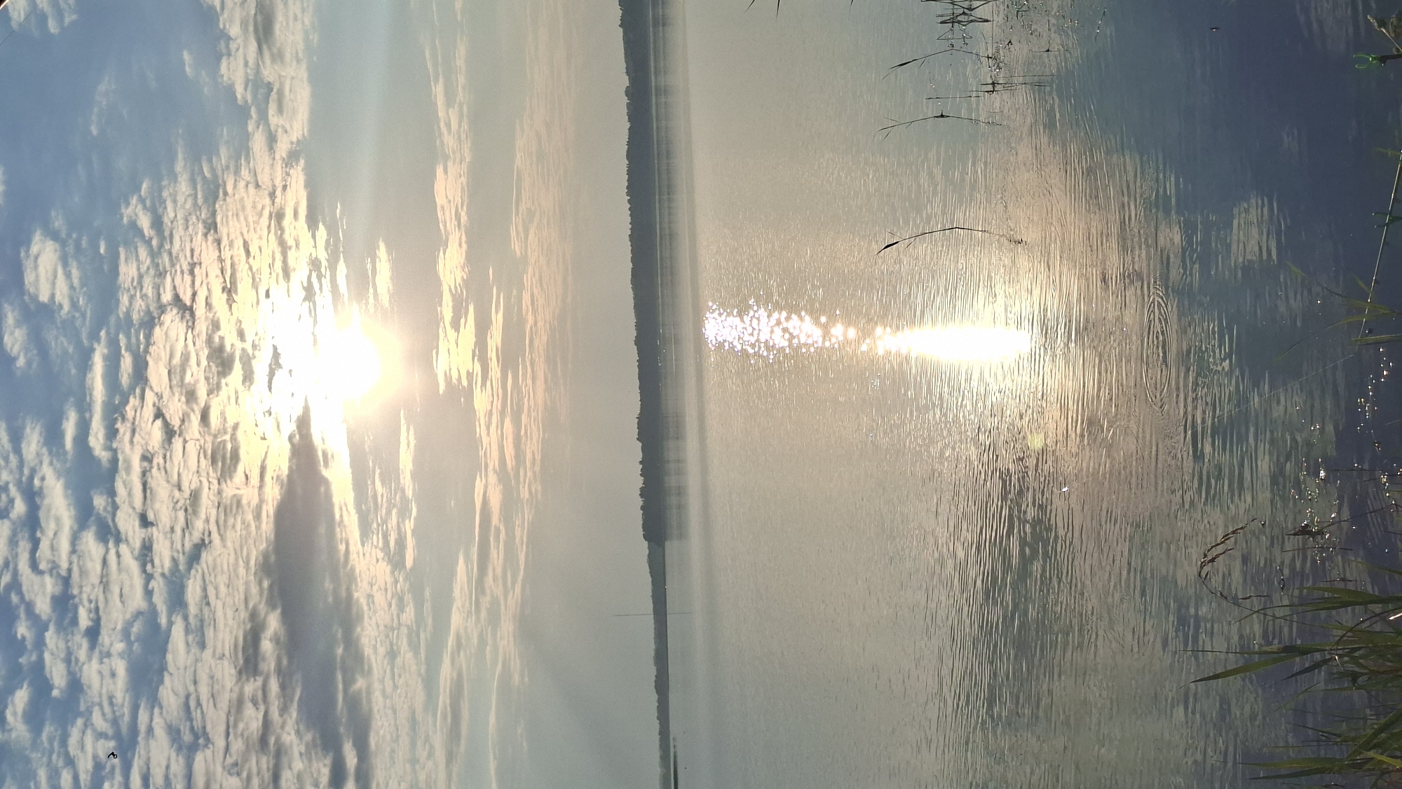 A wide shot captures a tranquil lake scene at sunrise in Myadzyel, Belarus. The sun, partially obscured by fluffy clouds, casts a shimmering golden path across the calm water. The horizon is defined by a dark, tree-lined shore. In the foreground, tall reeds and grasses reach up from the water's edge. A single bird is visible in the upper left corner of the sky. The overall impression is one of peaceful natural beauty at the start of the day.