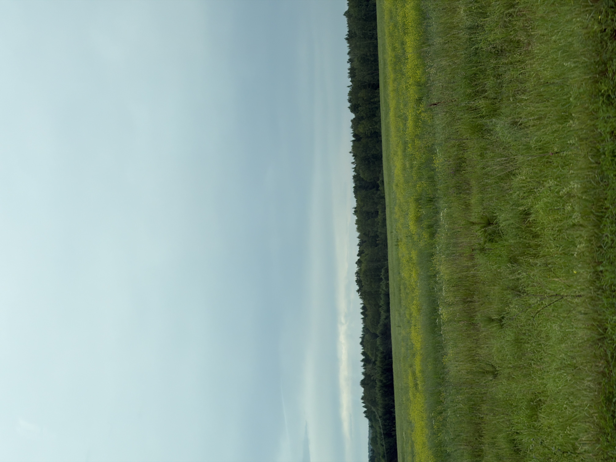The image depicts a vast, open field with a dense line of trees forming the horizon. The sky is a pale blue with faint, wispy clouds. The field itself is a vibrant green, with patches of yellow wildflowers scattered throughout, creating a picturesque, natural landscape. The trees appear to be deciduous, forming a dark, undulating line against the lighter sky. The lighting suggests it is daytime, possibly late afternoon or early evening given the soft, diffused light. The scene evokes a sense of tranquility and natural beauty. There are no people or specific objects visible, focusing the attention entirely on the sweeping natural environment. The location is identified as Rodnikovyi, Russia, which places this scene within a rural or natural setting characteristic of the region. There is no visible text in the image.