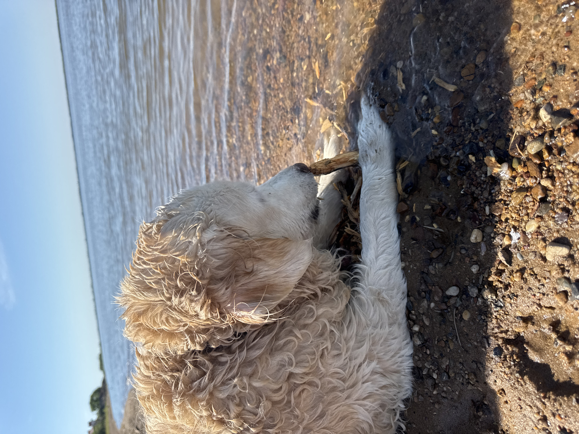 A wet, golden-colored dog is lying on a sandy and rocky shoreline. The dog is chewing on a piece of wood. The water of a large body of water, likely a lake or sea, is partially covering the dog's paws and the shoreline. The sky is clear and blue. The scene is illuminated by bright sunlight.