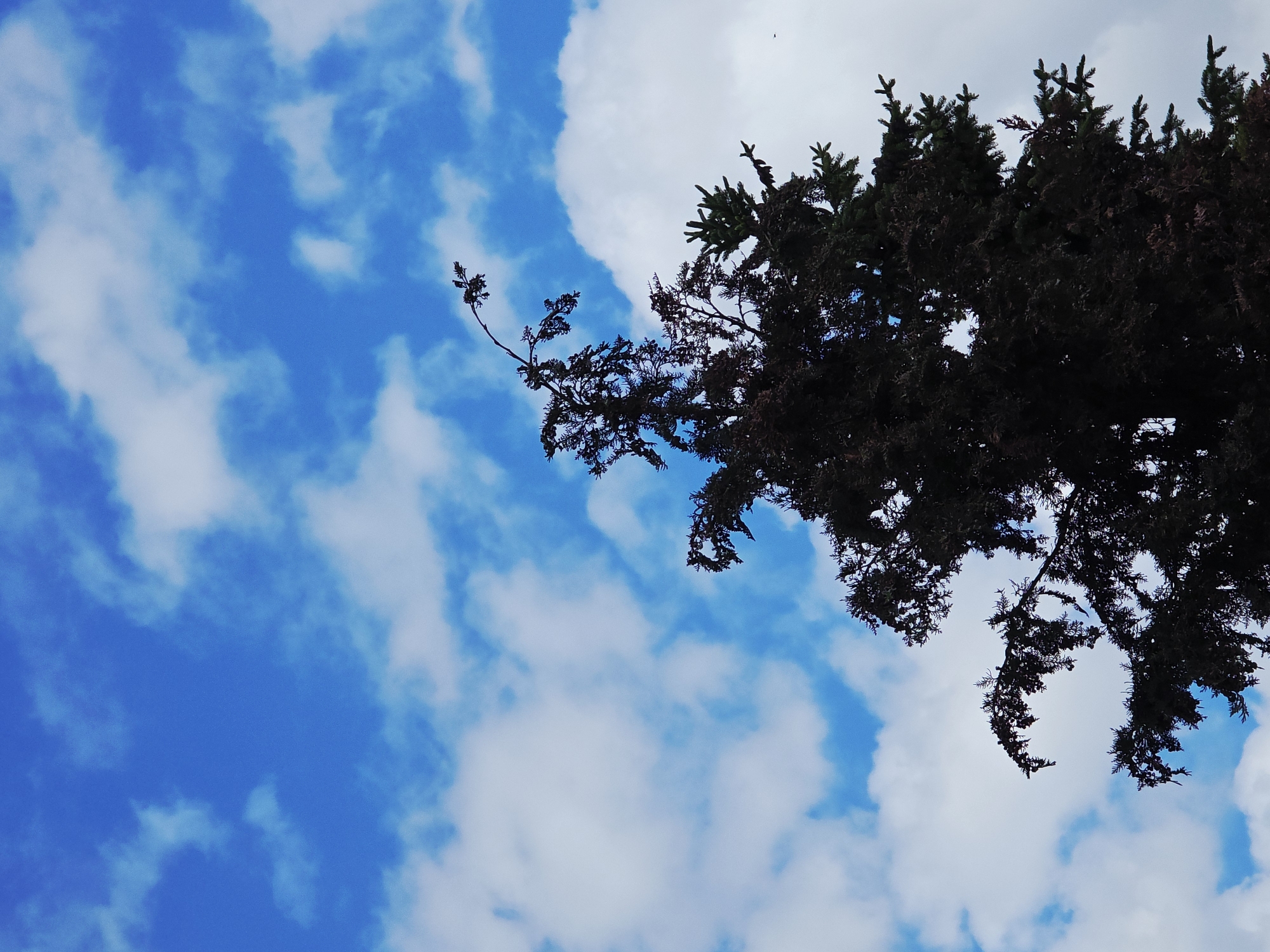 The image captures a view upwards towards the sky, partly obscured by the branches of a tree. The sky is a vibrant blue with scattered white clouds. The tree branches, in silhouette, occupy the upper-right portion of the frame. The location is unknown.