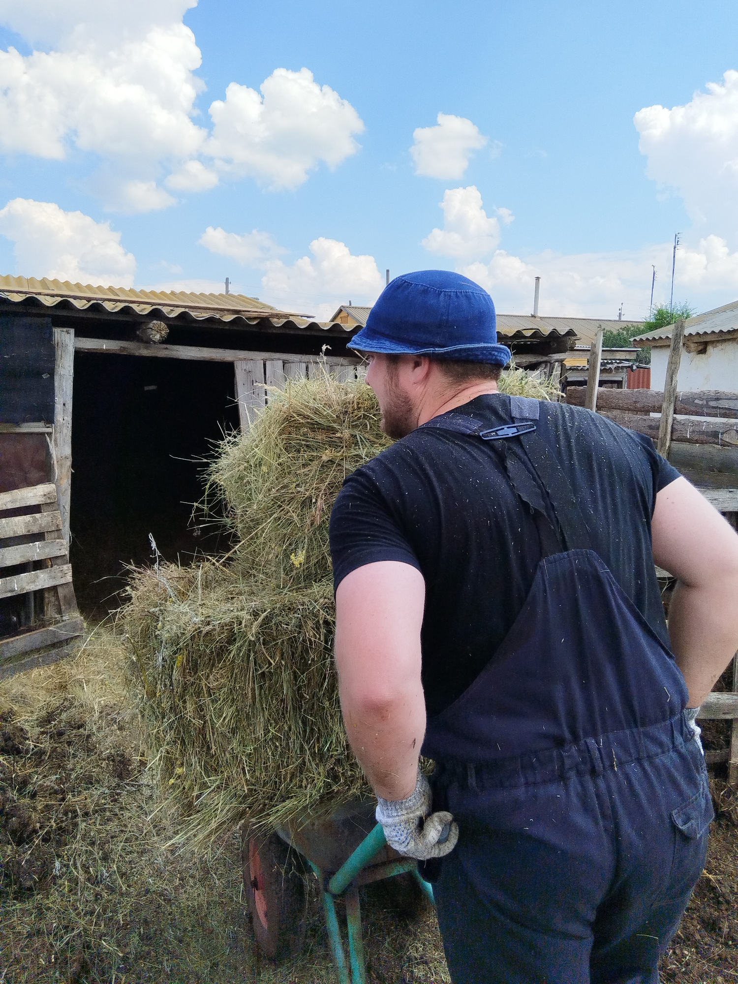 A man wearing dark blue overalls, a black t-shirt, a blue bucket hat, and white gloves is pushing a wheelbarrow loaded with hay. He is facing away from the camera, and his head is turned to the left. The wheelbarrow is green and has a red wheel. The hay is a large pile, spilling over the sides of the wheelbarrow. In the background, there is a rustic wooden structure, possibly a barn or shed, with a corrugated roof. The ground is covered in dirt and loose hay. The sky is blue with scattered white clouds. The scene appears to be in a rural setting, possibly on a farm or in a village like Мещеряковка, Russia, given the context.