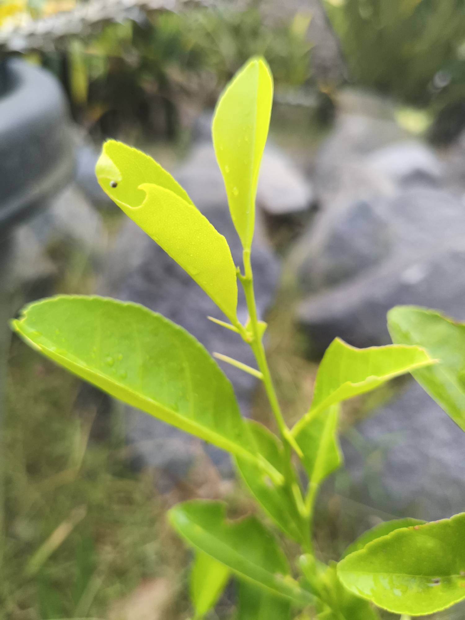 A close-up, low-angle, vertical shot shows a bright green seedling with several leaves in focus. The leaves are wet, indicating recent rain or watering. A tiny black insect is visible on the edge of one leaf. The background is blurred, featuring grey rocks and green foliage. This image was taken in Kembaran, Indonesia.