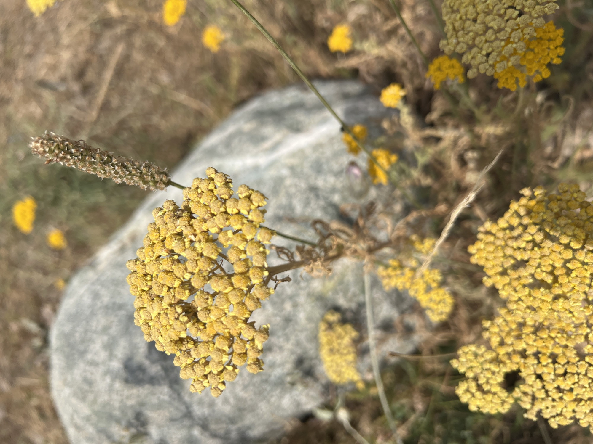 This is a close-up, top-down view of a patch of wild yellow flowers growing in a dry, grassy area, likely in Yuryevka, Kyrgyzstan. A smooth, grey rock is visible in the background, partially obscured by the flowers. The flowers are small and clustered, forming round, frothy heads. Some of the flower heads are in focus, showing their intricate texture, while others are blurred, creating a soft bokeh effect. A single, long, thin stem is visible, arching over the scene. A spikey, dried seed head from another plant is also present in the upper left of the frame. The overall impression is one of natural beauty and wild growth in a somewhat arid environment. The lighting suggests it is daytime, possibly late morning or early afternoon, with the sun casting a warm glow on the scene. There is no visible text.
