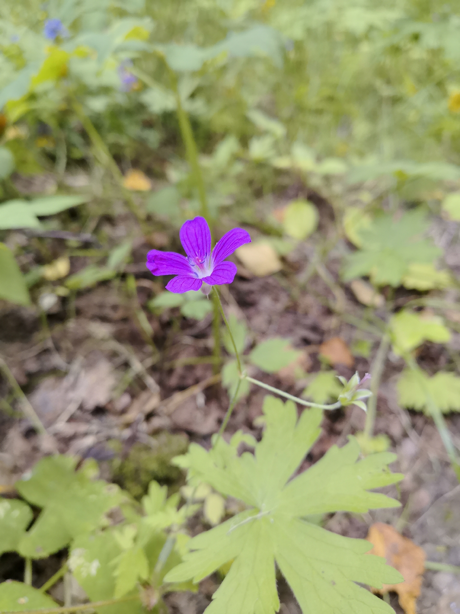 A close-up, slightly blurred, vertical shot focuses on a single, vibrant purple wildflower with five delicate petals. The flower is centrally located, its stem extending upwards. Behind the flower, the environment is a dappled mix of green foliage, brown earth, and fallen leaves. The background is significantly out of focus, creating a bokeh effect. The setting appears to be a natural, outdoor environment, possibly a garden or woodland area. The image is taken in Sadovod-Sad-3, Russia, likely during a time of year when flowers are in bloom, suggested by the presence of various green plants and some autumnal colors in the fallen leaves. There are no people or animals visible in the frame. The lighting appears natural, suggesting it was taken during daylight hours.