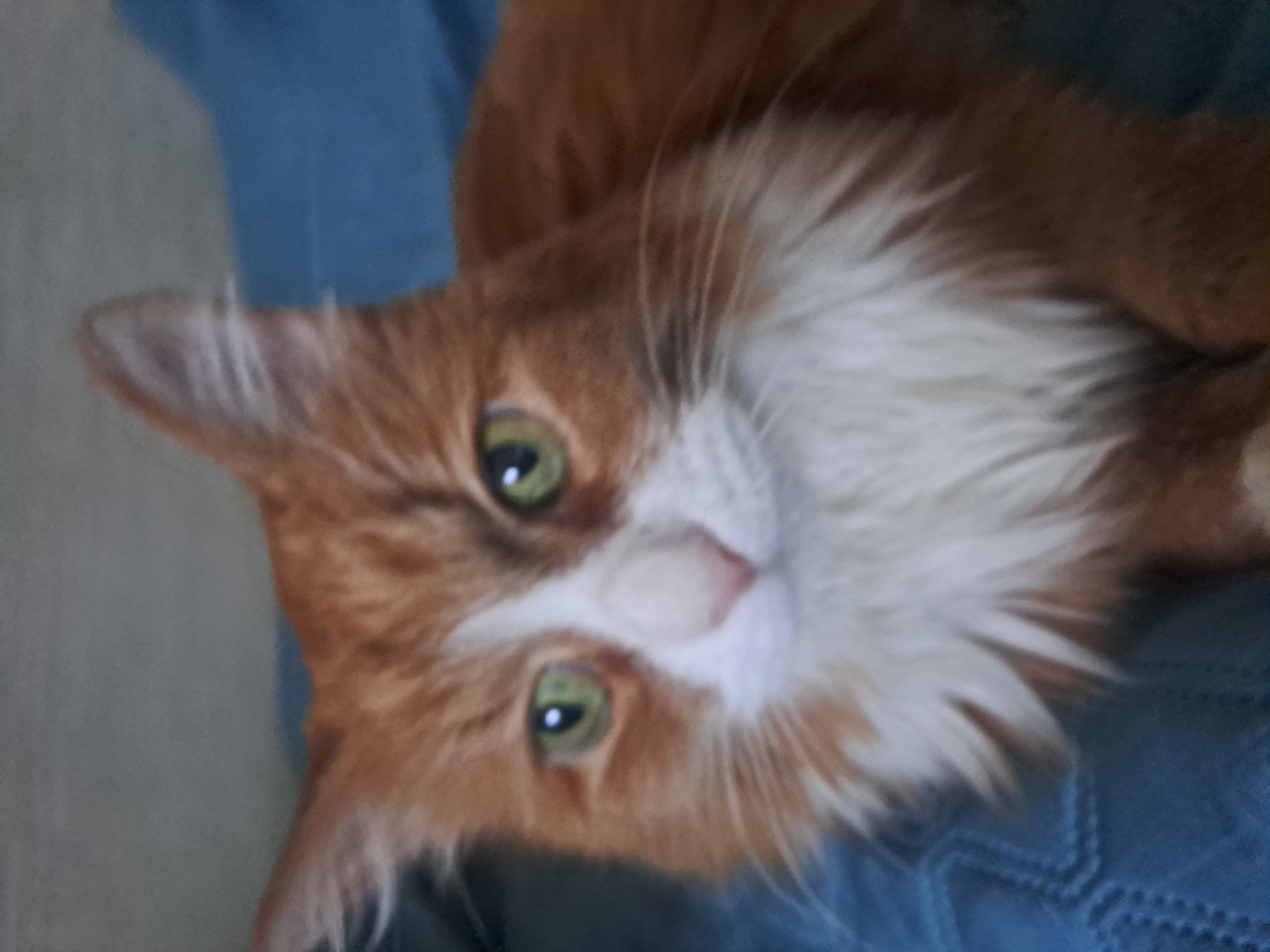 A close-up, slightly blurry, indoor shot features an orange and white cat with green eyes, lying on what appears to be a blue fabric surface. The cat is positioned with its head turned toward the viewer, and its gaze is directed at the camera. The environment is out of focus, but the underlying material appears to be blue denim fabric or a similar material. There is no evidence within the image to suggest that the photo was taken in the city of Elektrostal, Russia.