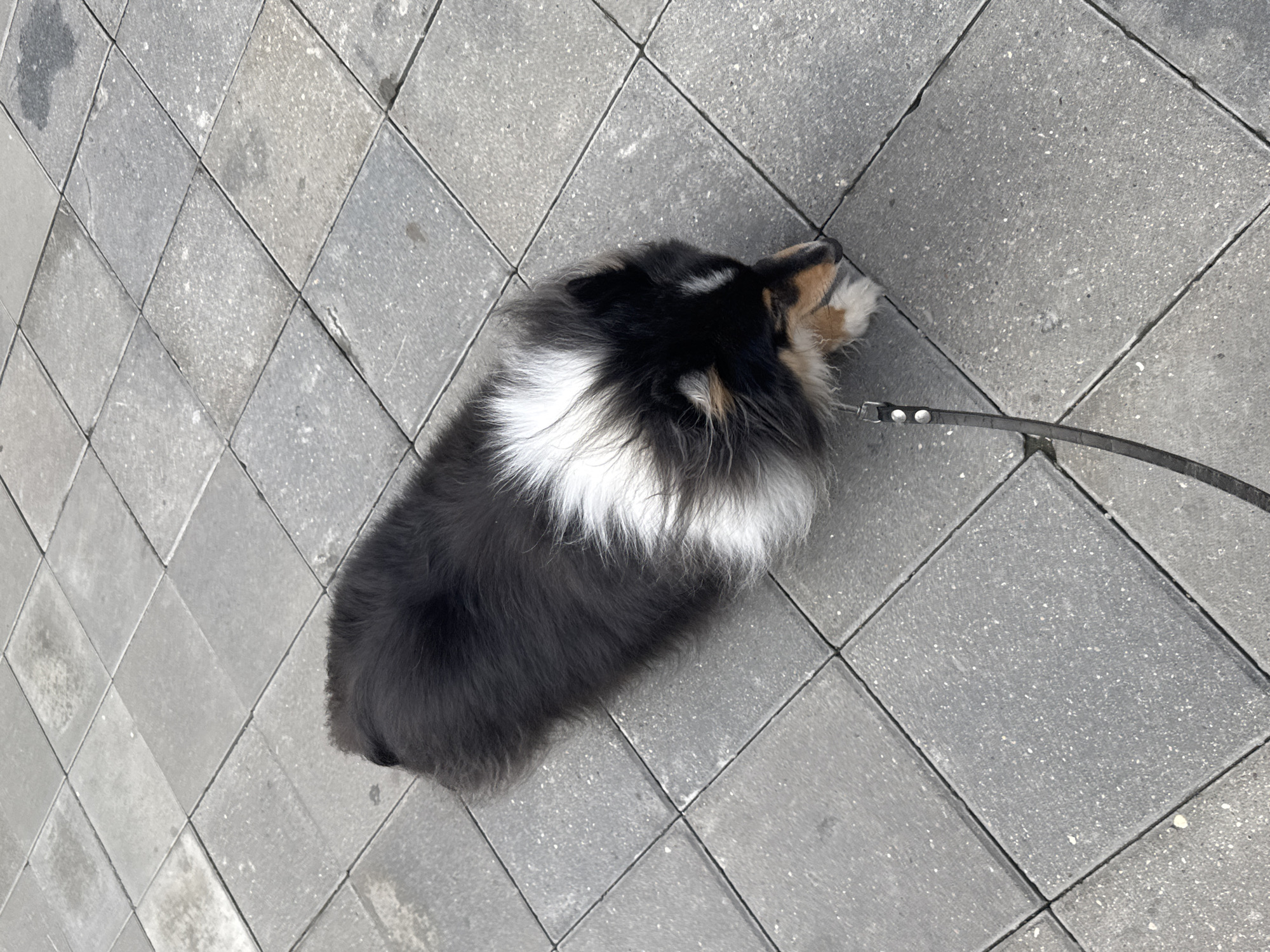 The image shows a dog, possibly a Shetland sheepdog, with black, white, and tan fur, lying on a gray paved surface. The paving stones are square and laid in a diamond pattern. A dark leash is attached to the dog's collar and extends out of the frame to the right. The dog's head is lowered, and its face is partially visible. The lighting suggests it is daytime, and the scene appears to be outdoors, possibly a sidewalk or public walkway. There are no people or text visible in the image. The ground appears slightly damp in places, suggesting recent rain or mist. The overall impression is a quiet moment of rest for the dog in an urban environment.