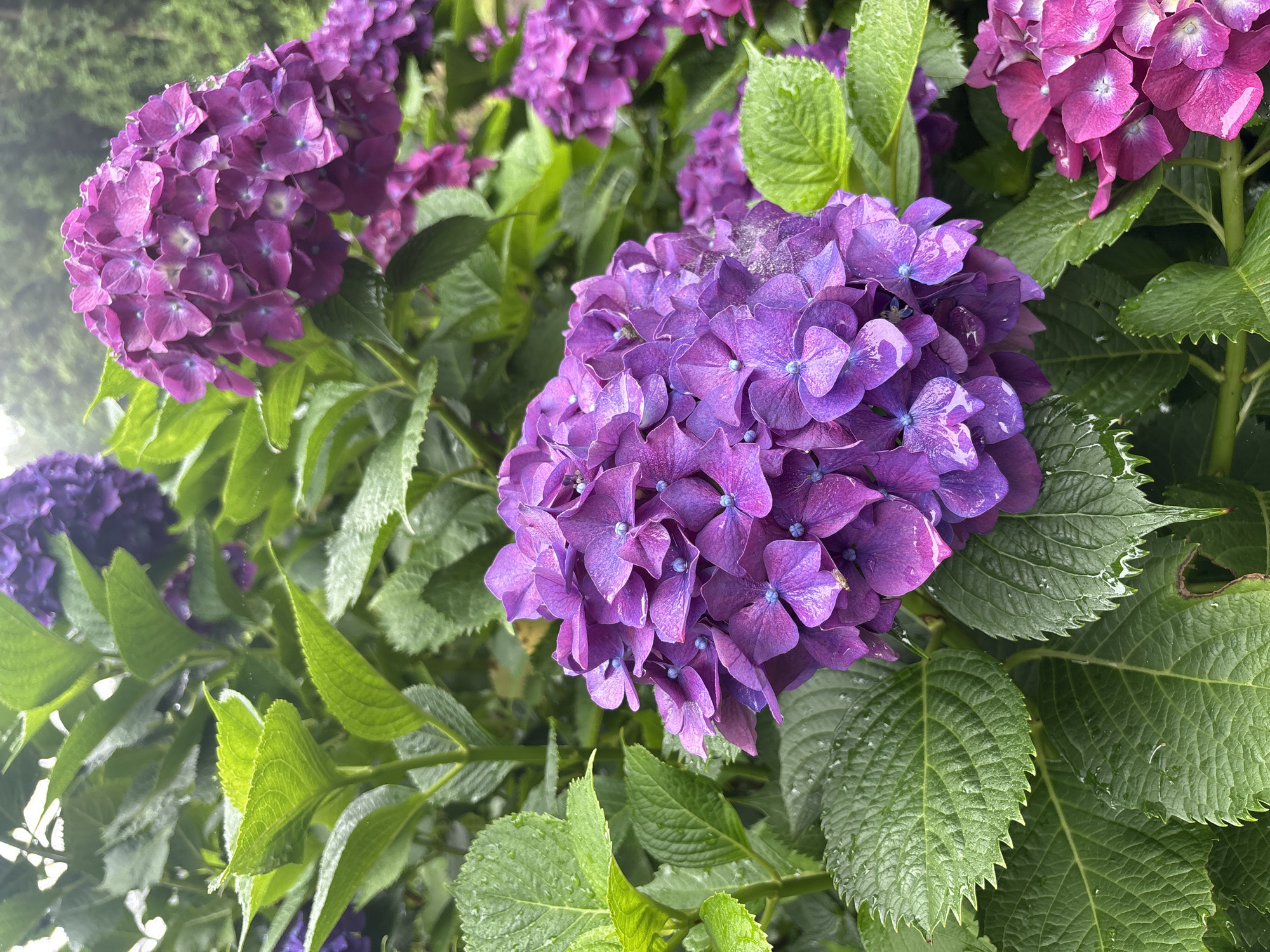 In Jeju, South Korea, a cluster of vibrant purple hydrangeas, glistening with dew or recent rain, dominates the frame. The flowers are densely packed, with individual petals displaying a range of shades from deep violet to lighter lilac, and small, blue stamen at their centers. Surrounding the blossoms are large, serrated green leaves, some appearing slightly glossy from moisture. The background is a soft blur of more hydrangeas and lush greenery, suggesting a garden or park setting. The overall atmosphere is fresh and natural, with a focus on the intricate beauty of the flowers.