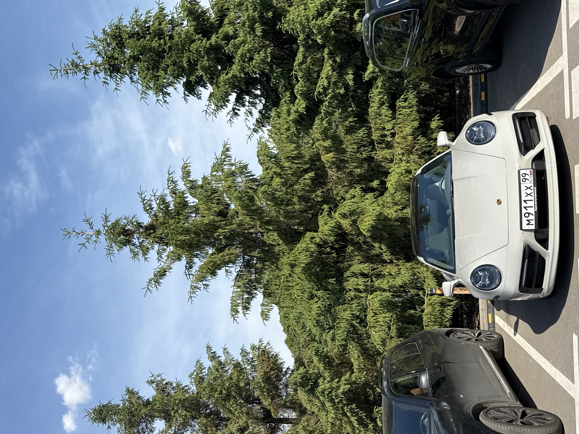 The image captures a daylight scene in a parking lot, specifically identified by the visible license plate information as Porsche Center Rublevskiy on Rublevskoye Shosse in Moscow, Russia. A white Porsche 911 (992 generation) sports car is centrally parked, facing the viewer. Its Russian license plate, "M911XX 99 RUS," indicates the Moscow region, and text below the plate confirms "Порше Центр Рублевский." To the left of the Porsche, a black BMW X7 SUV is partially visible, showing its driver's side and rear wheel. To the right, a dark-colored SUV is partially visible, showing its passenger side and front wheel. All vehicles are unoccupied. The parking lot features white painted lines and yellow concrete parking stops behind the white Porsche. The background is dominated by a dense formation of tall, dark green coniferous trees, specifically spruce or fir, extending across the frame. Above the trees, a clear blue sky with minimal, wispy white clouds is visible, suggesting bright, sunny weather with direct sunlight.