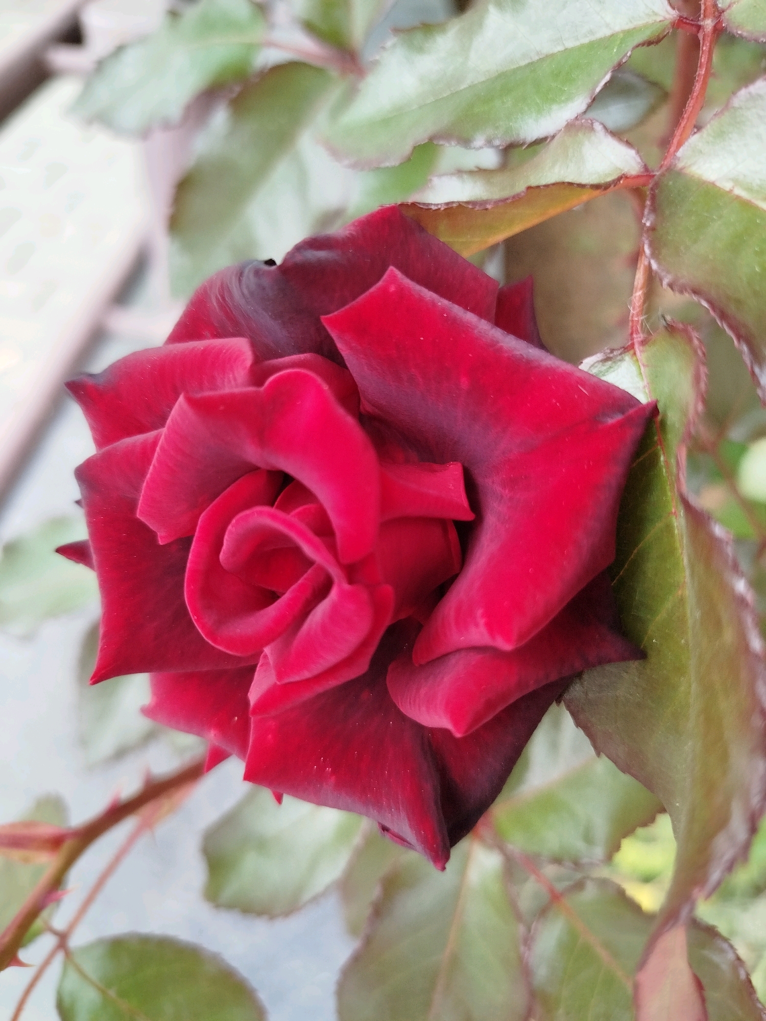 A close-up, eye-level shot captures a deep red rose in bloom. The rose's petals are tightly furled in the center, creating a spiral effect, and unfurl outwards with delicate texture. Some petals near the edge appear darker, almost black, hinting at the deep crimson color. Surrounding the rose are several green leaves with serrated edges, some showing a reddish tint along the veins and rims. The background is a soft blur of muted tones, suggesting an outdoor setting, possibly a garden. There are no people or other distinct objects visible in the frame.