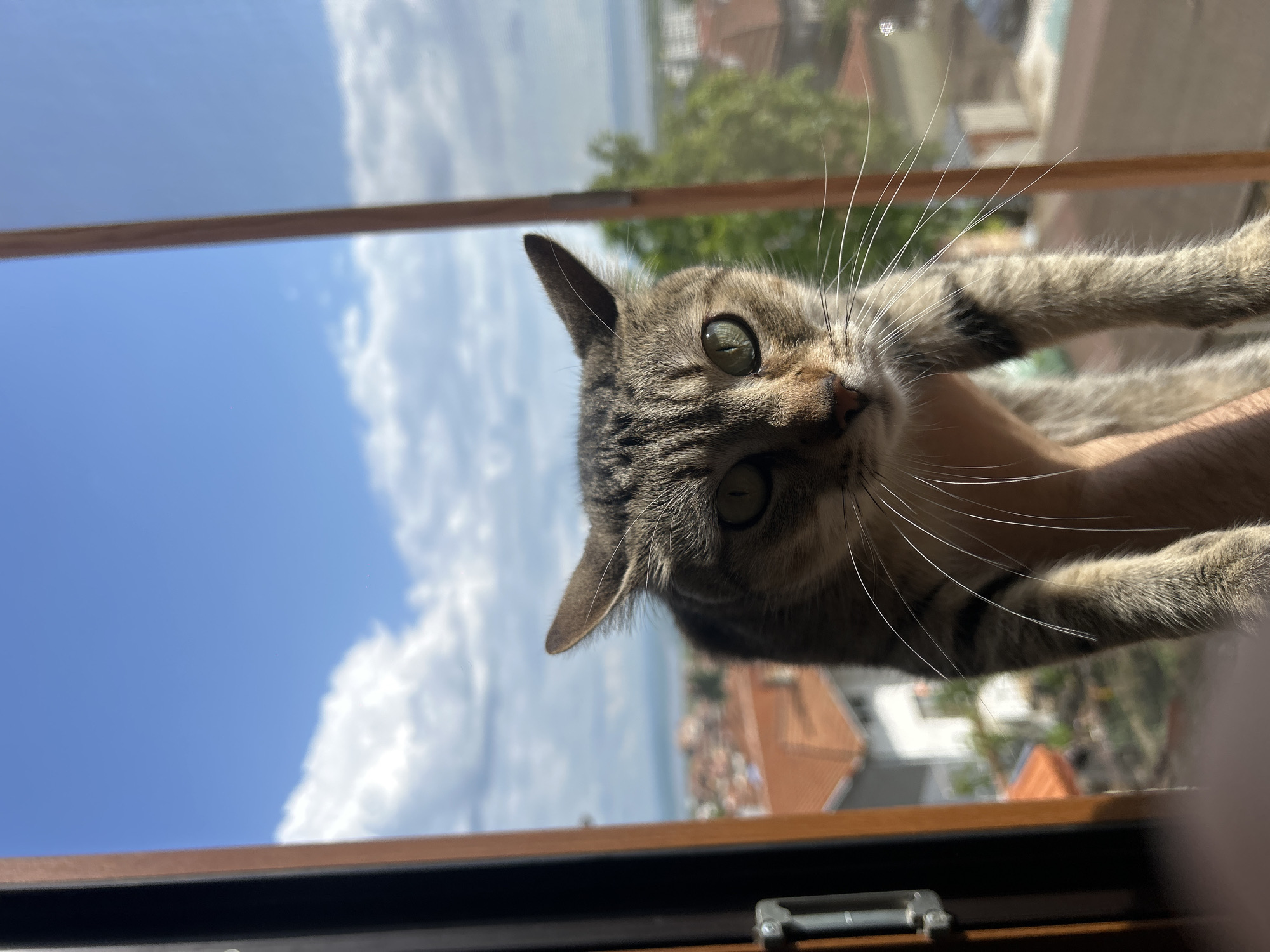 A tabby cat is being held up in front of a window. The cat has green eyes and long white whiskers. Outside the window, the sky is blue with white clouds. In the background, a city with red-tiled roofs can be seen, consistent with the architectural style of Burgas, Bulgaria. The window frame is made of wood and has a metal handle. The angle suggests the photo was taken from a low perspective, looking up at the cat and the view.