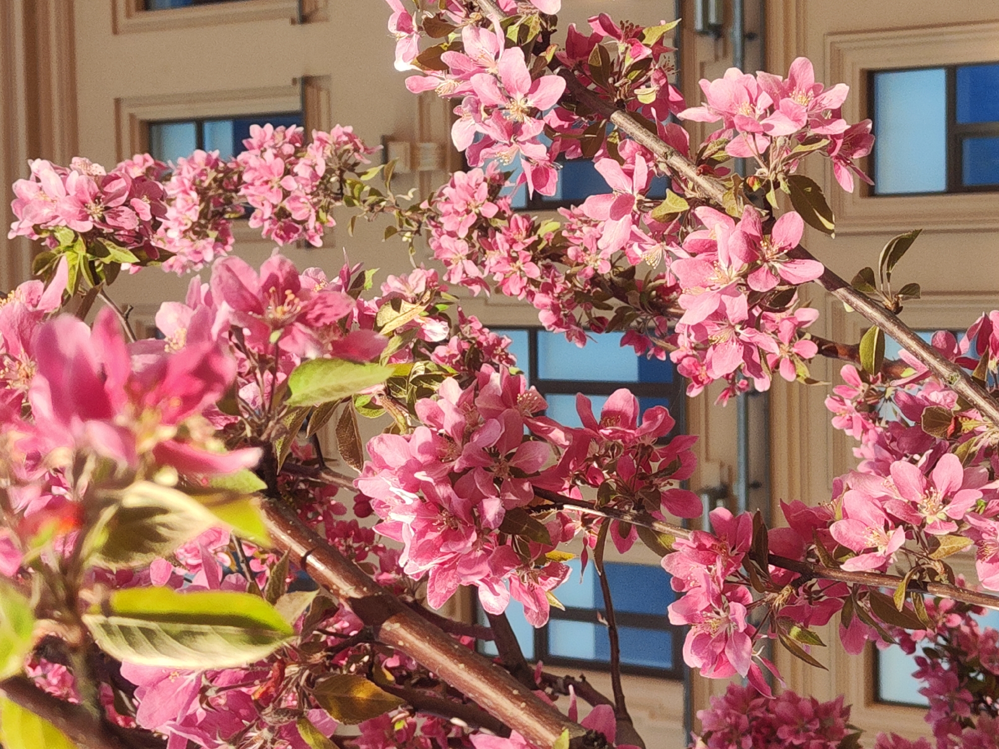 The image depicts a blossoming tree with pink flowers in front of a building. The building has multiple windows with a blue-tinted glass and beige frames. The branches of the tree are brown and densely covered with clusters of pink flowers. Some green leaves are also visible among the blossoms. The scene appears to be well-lit, with the sun casting shadows on some parts of the building and foliage.
Given the architectural style of the building with its framed windows, this picture could have been taken in Saint Petersburg, Russia.