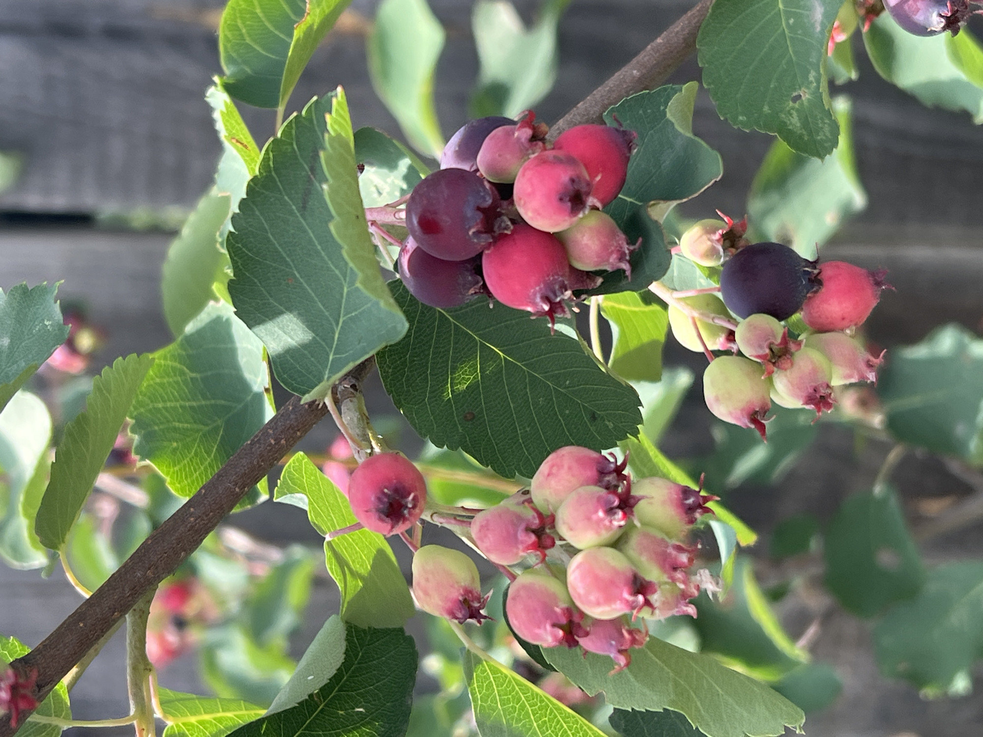 The image is a close-up, vertically oriented photograph of a branch of saskatoon berries. The berries are in various stages of ripeness, ranging from a pale green to a deep purple-red. Some are round and plump, while others are still developing and have a more elongated shape. They are clustered together on thin stems. Several green leaves with serrated edges are visible, some partially obscuring the berries and the branch. The branch itself is brown and woody, with a rough texture. In the background, a weathered wooden fence is visible, out of focus. The overall lighting suggests it is daytime, with sunlight illuminating the leaves and berries. The scene appears to be an outdoor setting, likely a garden or natural area. The location in Noviy, Russia is not depicted in the image.
