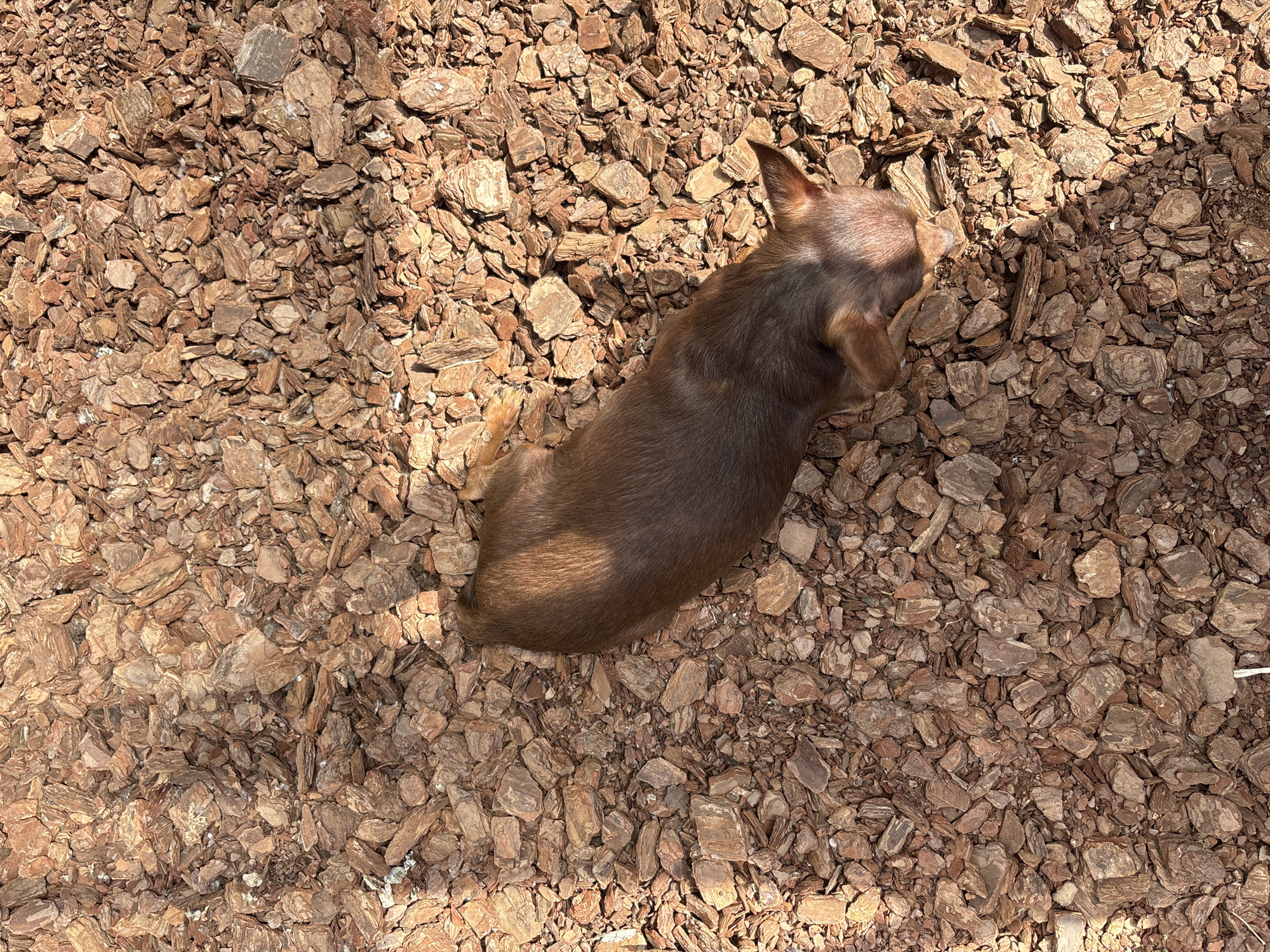 A small, brown Chihuahua-like dog is lying on a bed of bark mulch. The dog's body is oriented vertically in the frame with its head at the top and its hindquarters at the bottom. The dog is positioned in the upper right quadrant of the frame. The mulch is composed of small, irregularly shaped pieces of bark in various shades of brown. Sunlight casts shadows across the scene. The location is unspecified.