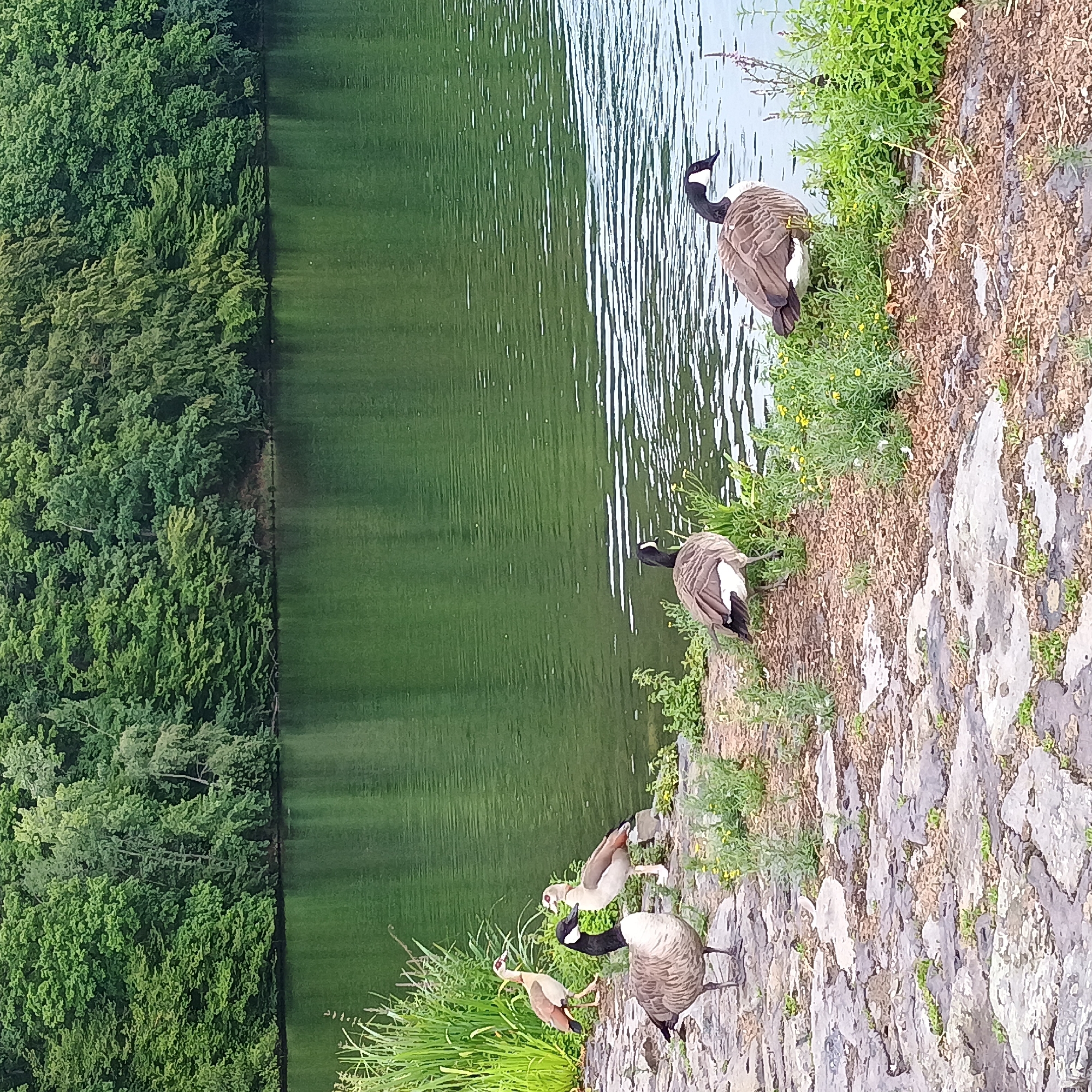 This image depicts a tranquil natural scene at the Seilersee in Iserlohn, Germany. The foreground is characterized by a rocky shoreline covered in patches of grass and small yellow wildflowers. Several geese are present: a Canadian goose stands prominently on the left, facing left, with its chest puffed out. To its right, another Canadian goose is partially visible, facing right. Further back and to the right, two Egyptian geese stand near the water's edge, one facing left and the other facing right. In the middle ground, two more Canadian geese are positioned on the grass. The background is dominated by the serene green water of the lake, reflecting the dense, lush green forest that lines the opposite bank, creating a sense of natural beauty and peacefulness.