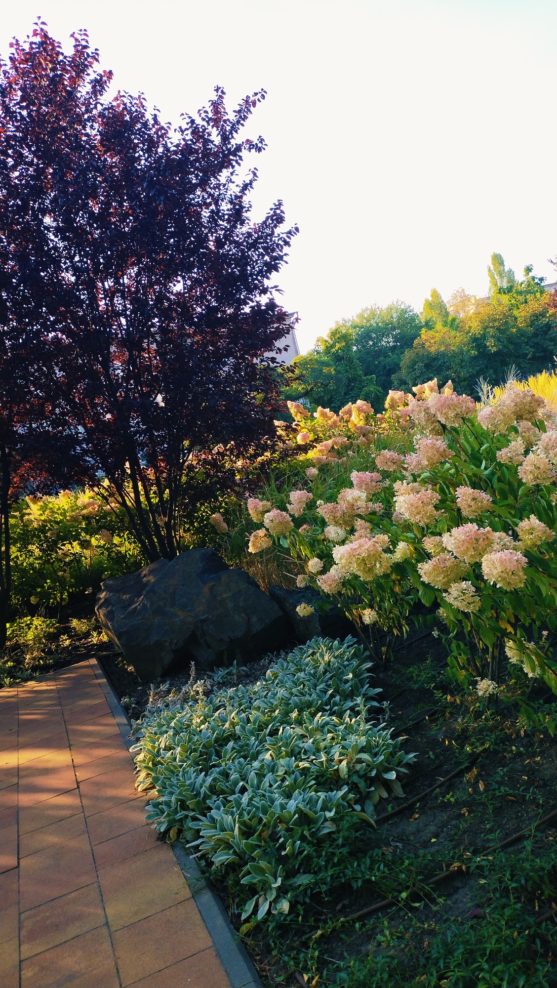 The image depicts a garden scene with a paved walkway made of reddish-brown tiles in the foreground. To the right of the walkway is a bed of low-lying green plants with silvery-green leaves. Behind this, a large, dark gray rock is positioned. Further back, a large tree with dark reddish-purple leaves stands on the left. To the right of the rock and the reddish tree, a large bush with clusters of pale pink and cream-colored flowers is prominent. The background shows more greenery, including trees and some building structures, with a bright sky above. The lighting suggests it is either early morning or late afternoon, casting long shadows on the walkway. The location is identified as Horishni Plavni, Ukraine.