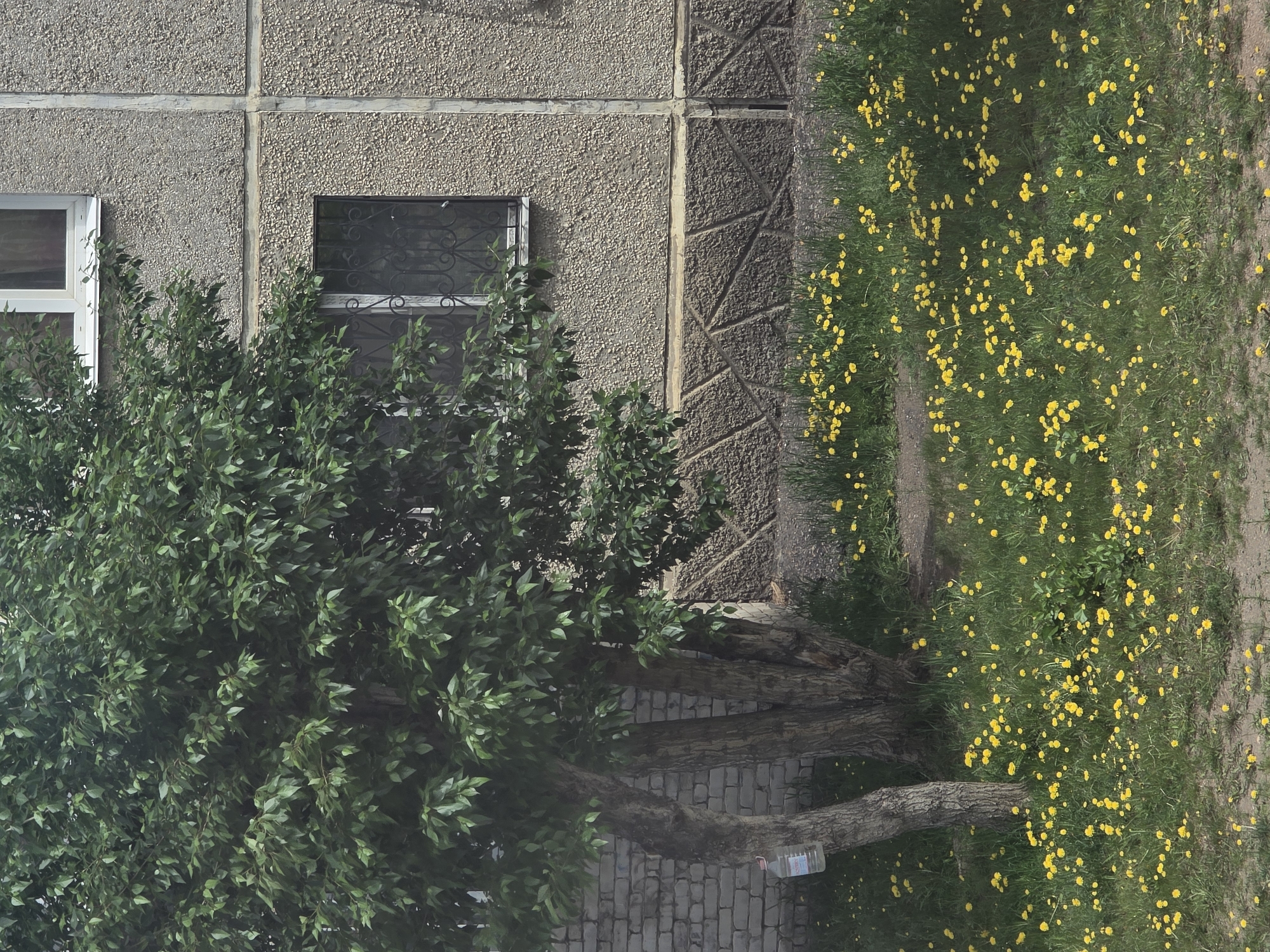 The image depicts a view of the building exterior on a sunny day. A tree with dense green foliage stands in front of a building with a rough, textured gray facade. The building has a window with a metal grate and another window with a white frame. Below the window with the grate, there is a decorative pattern on the lower section of the building. A patch of grass is covered with numerous yellow dandelions in front of the building. To the left of the tree, a portion of a brick wall is visible, and a plastic bottle hangs from the tree trunk. The scene appears to be a typical urban environment, possibly in Chita, Russia, given the architectural style and the presence of dandelions in the grassy area. There are no people visible in the image.
