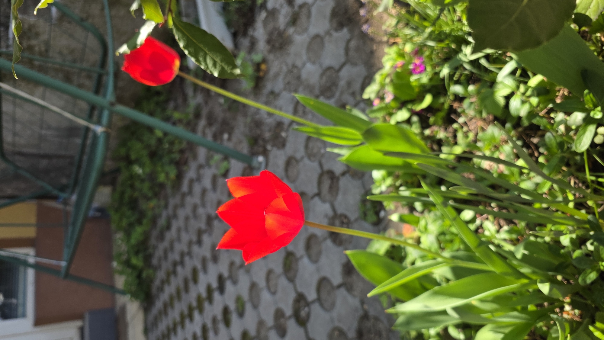 The image shows two red tulip flowers in a garden setting. The tulips are in full bloom, with vibrant red petals. One flower is closer to the viewer, while the other is further away. The background consists of green foliage, including grass, leaves, and other plants. A section of the garden is bordered by grey interlocking brick pavers. A green metal garden support structure is visible behind the first tulip. Part of a building is partially visible in the lower left corner. The location is possibly in the city of Blagoevgrad, Bulgaria.