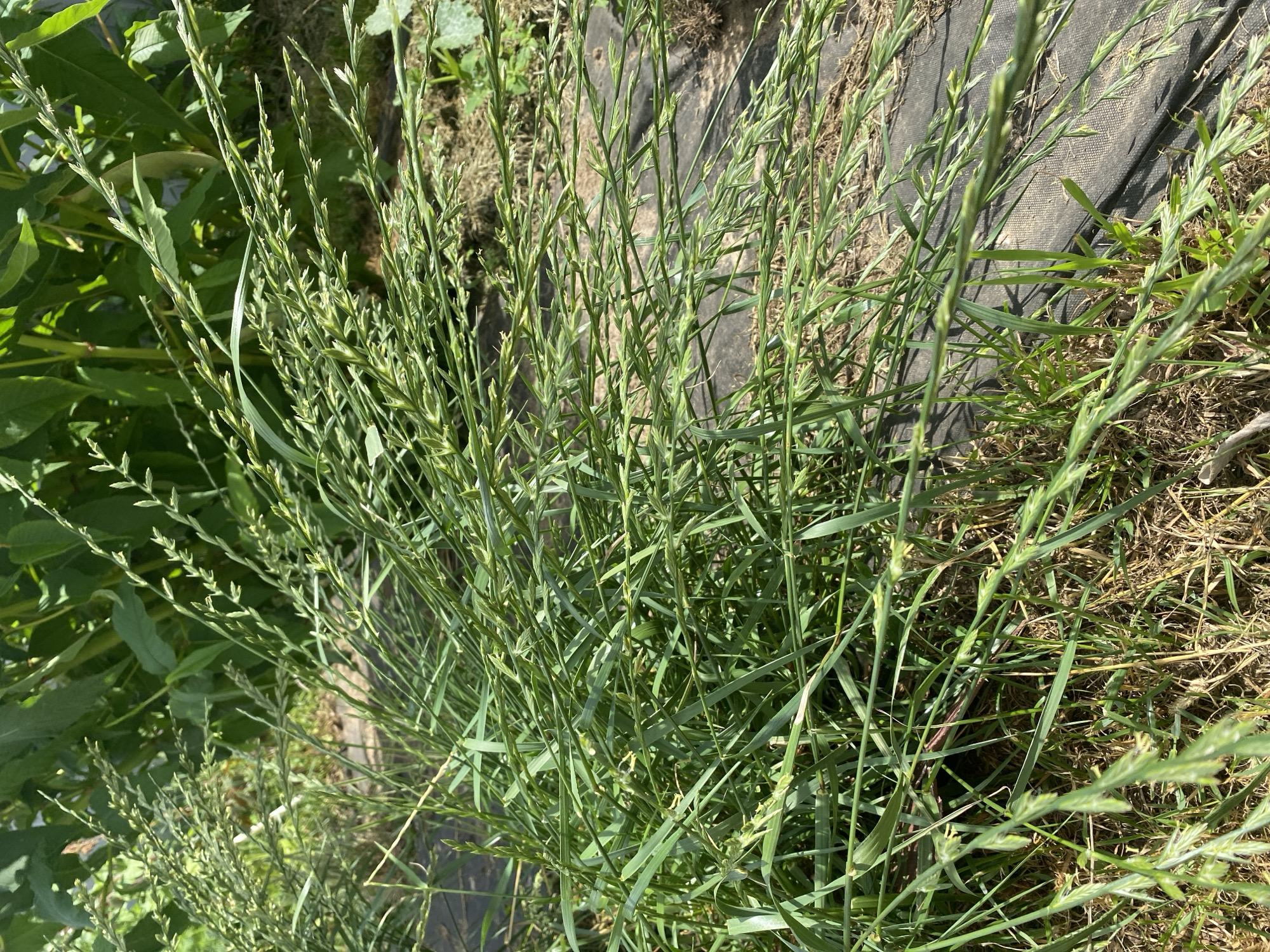 A dense patch of tall, green grass with seed heads is in the foreground. The grass is leaning and appears to be freshly cut or windblown. In the background, larger green leaves and stems of other plants are visible. A dark material, possibly landscape fabric, is laid out on the ground behind the grass. The scene is outdoors, with natural lighting.