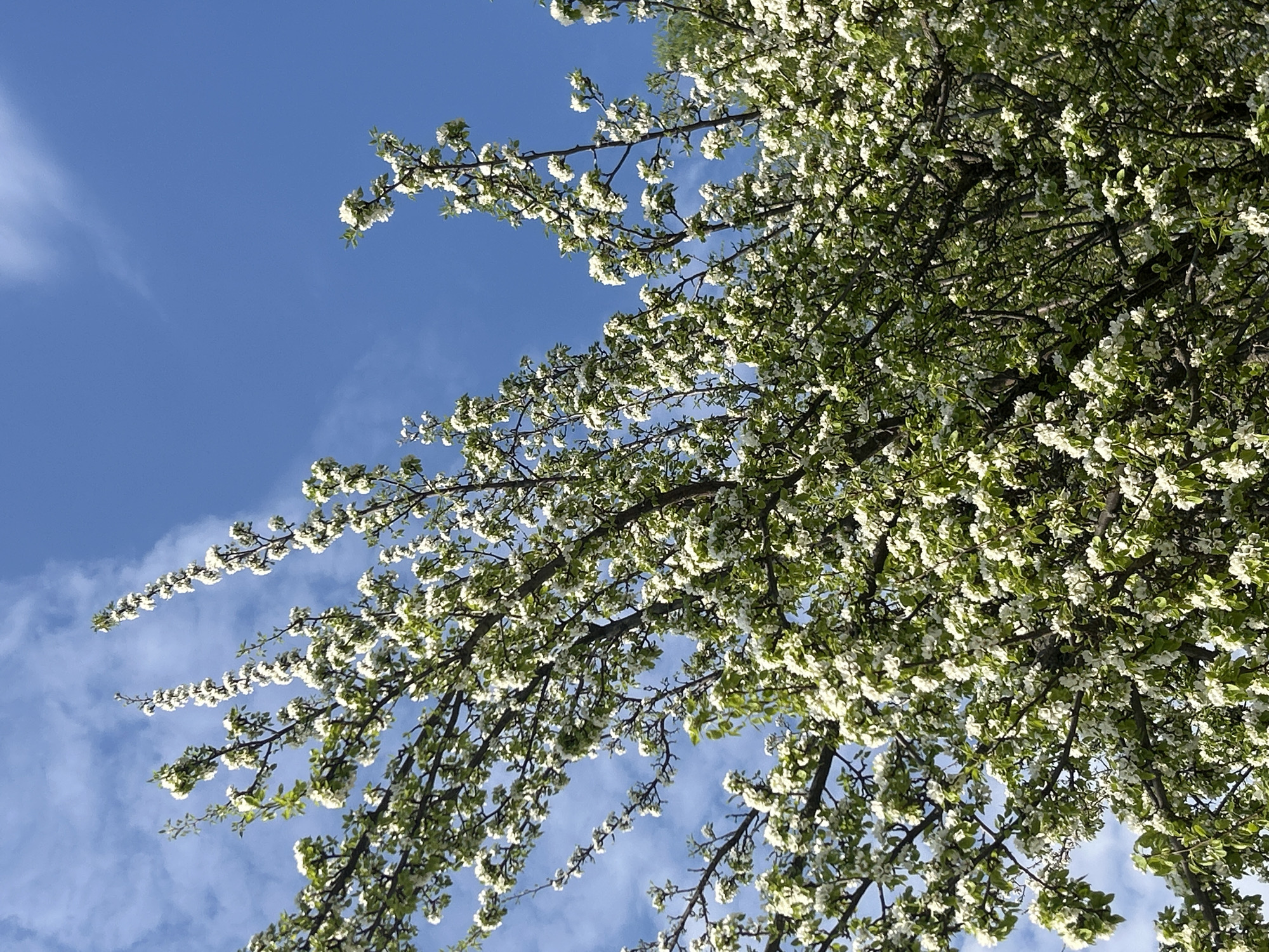 The image shows branches of a tree with white blossoms against a blue sky. The blossoms are dense, and small green leaves are visible amongst them. The sky is a clear blue with faint wisps of clouds. The tree is in full bloom. The location is not discernible from the image.