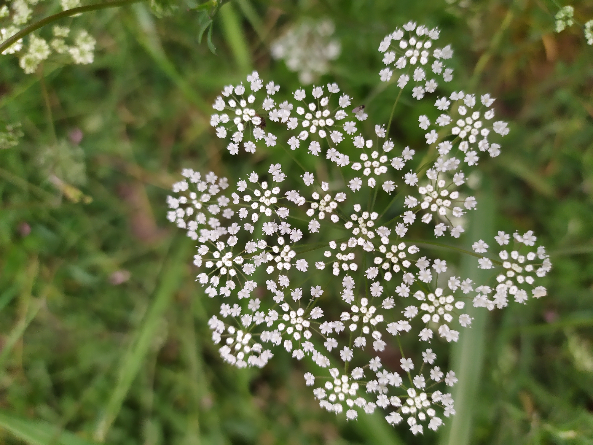 The image shows a close-up, top-down view of a cluster of small white flowers, likely from the Apiaceae family, with a blurred green background of foliage. The flowers are arranged in umbels, with individual florets appearing delicate and star-shaped. A few tiny dark insects are visible on some of the flowers. The overall impression is one of a natural, outdoor setting. The provided location is Mirzamammadgishlag, Azerbaijan.