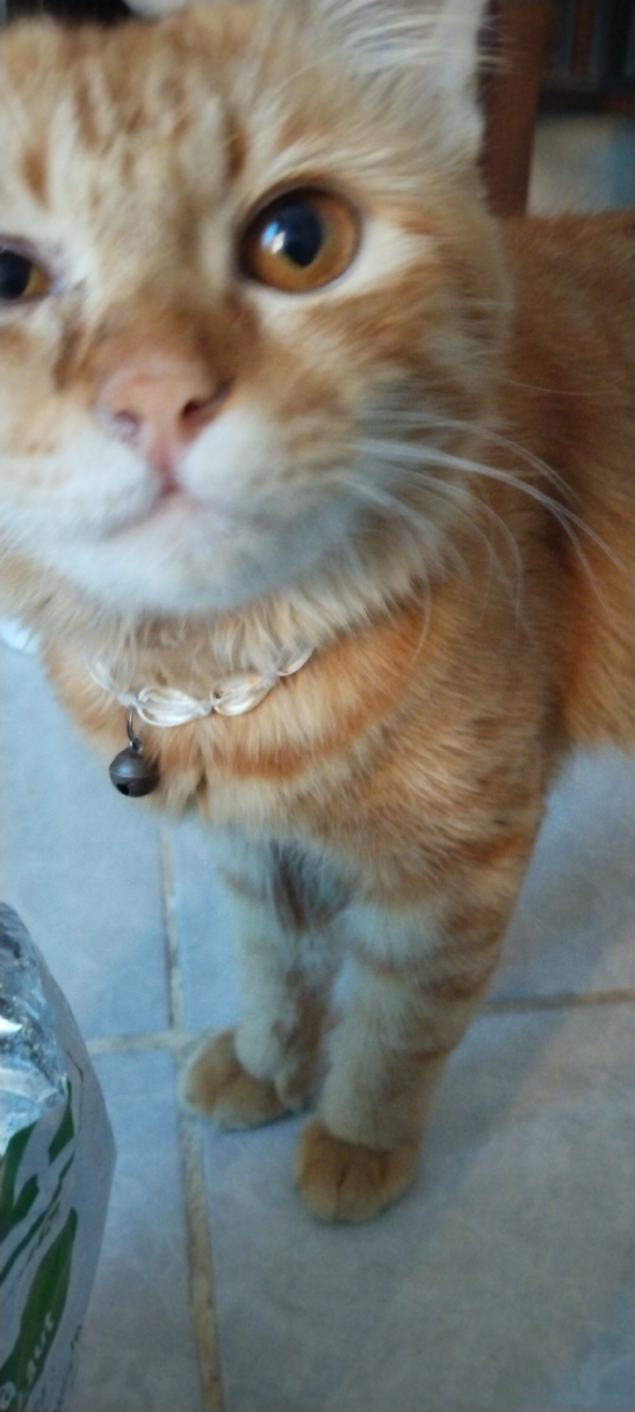 This is a close-up, vertical, medium shot of an orange tabby cat. The cat is facing forward with its body angled slightly to the right. Its left eye is partially closed, while its right eye is wide open and looking directly at the camera. The cat is wearing a white collar with a small, dark bell attached to it. The background is blurry and appears to be a tiled floor. There is also a portion of a silver and green object on the left side of the image, which may be a bag or package. The image quality is low, with significant noise and blur. The cat's fur is visible in detail, showing stripes of orange and white. The lighting is dim. There is no discernible location within the city of Duman, Indonesia.