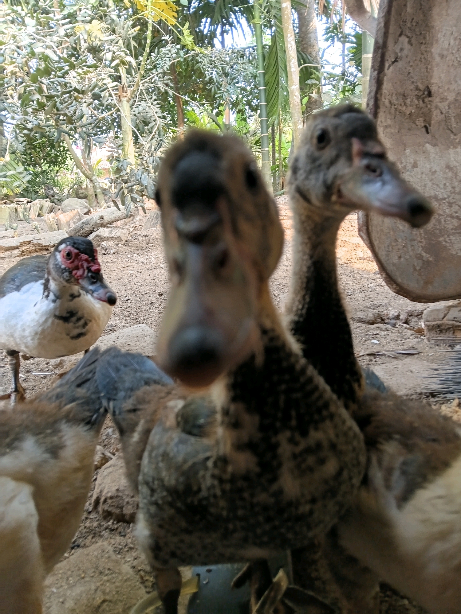 This image depicts a close-up view of several ducks in an outdoor environment. The focus is on the ducks, with the foreground blurred. One duck in the mid-ground, to the left, has a white breast with black and white mottled markings on its body and wings. Its head is black with striking red caruncles around its eyes and beak. The other visible ducks are largely out of focus, appearing as brown and black shapes. The background shows a dusty, earthy ground with some rocks and debris, and beyond that, dense foliage with trees and bamboo stalks, suggesting a rural or semi-rural setting. The scene is likely located in Margo Rukun, Indonesia, given the context.