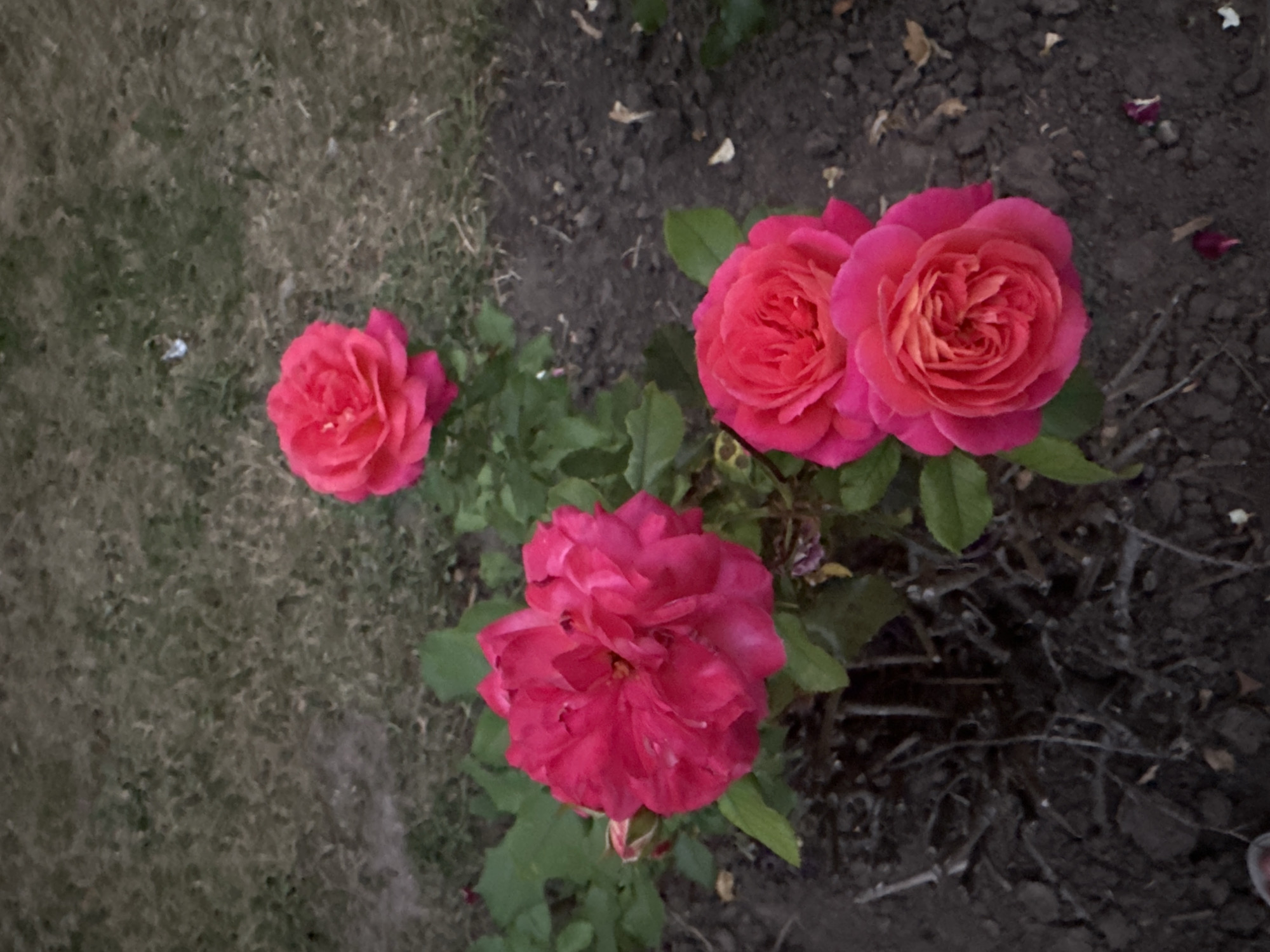 The image shows a close-up view of a rose bush with several pink roses in bloom. The roses are of varying sizes and stages of opening, with some appearing fully bloomed and others still in bud. The petals are a vibrant pink, with some hints of yellow and orange in the center of the fully opened flowers. Green leaves and stems are visible, interspersed with the flowers. The ground beneath the rose bush appears to be dark soil with some dried leaves and twigs. The background is a blurred grassy area. The lighting suggests it might be dusk or an overcast day. There are no people or specific landmarks visible that would indicate a precise location in Kyiv, Ukraine.