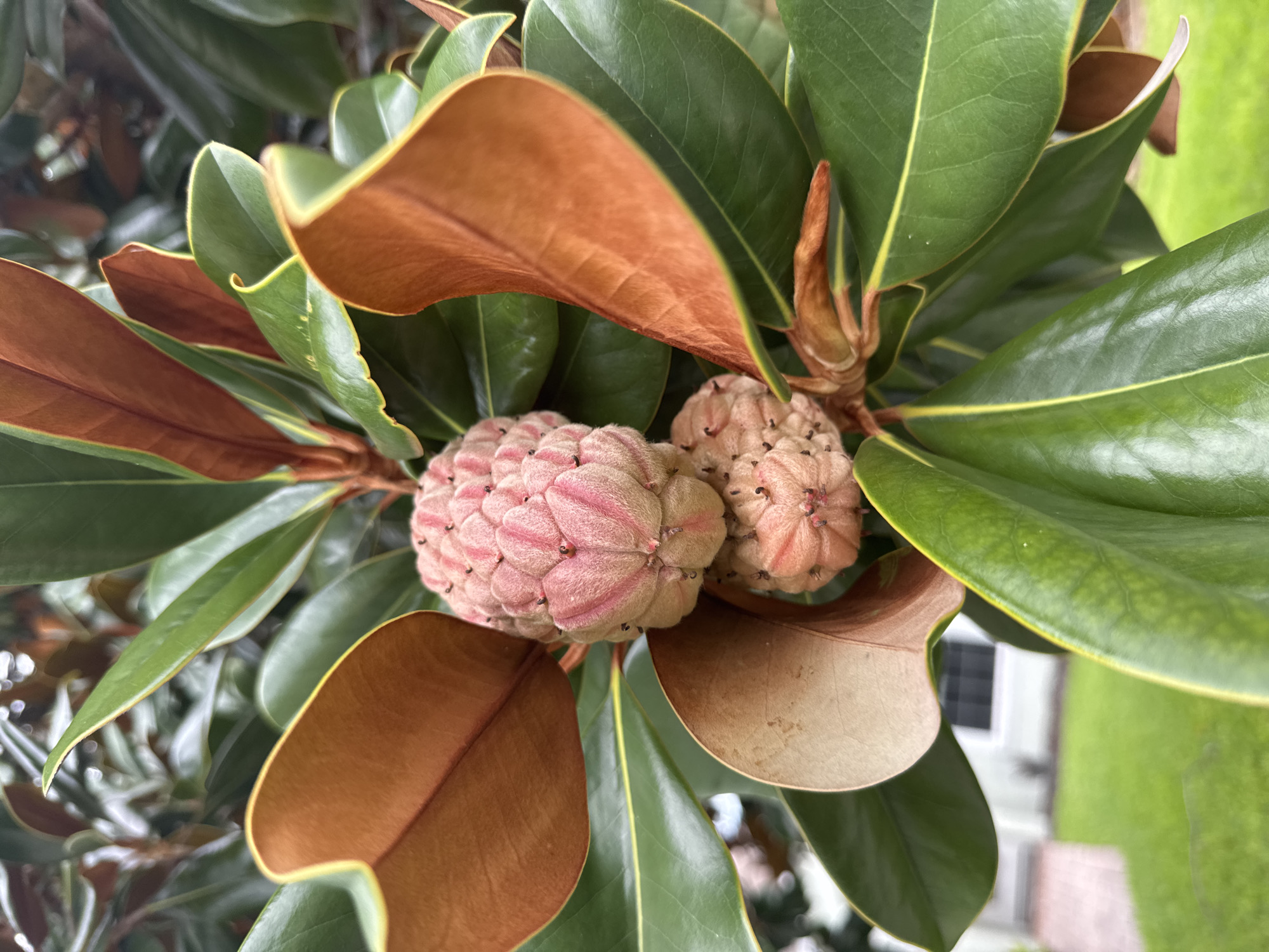 The image is a close-up, eye-level shot of two developing magnolia seed pods on a tree, surrounded by its characteristic green leaves. The seed pods are pinkish-tan and have a bumpy texture, with small dark points visible on their surfaces. Some of the surrounding leaves are a deep, glossy green, while others are a rusty brown and appear to be older or dried. The background is slightly blurred, showing a hint of a house with a window and manicured green grass, suggesting an outdoor setting in a suburban area. The lighting appears to be natural daylight. The scene is located in Viera, United States of America.