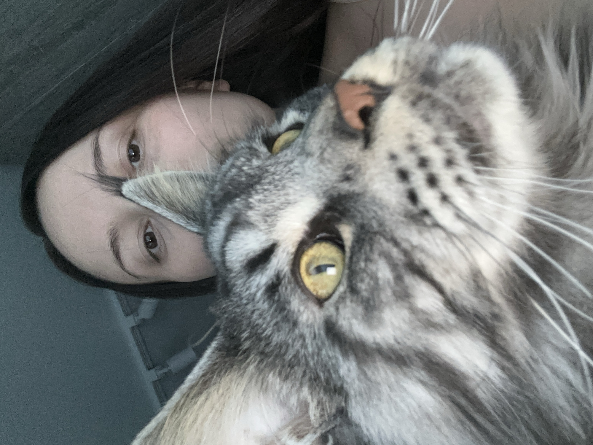 A close-up image captures a grey and white tabby cat in the foreground, largely obscuring a human individual. The cat, appearing to be a Maine Coon, displays thick, striped fur, prominent ear tufts, a pinkish-brown nose, and long white whiskers. Its large, round, yellow-green eyes are directed upwards and to the right of the frame. Behind the cat, the upper portion of a human face is visible, including a dark brown right eye that gazes towards the camera, and dark hair. The background is a blurred, dark teal wall or ceiling area, with linear fixtures visible in the upper left corner, indicating an indoor environment. The specific location within Chaikovsky, Russia, cannot be determined from the visual evidence, but it appears to be an indoor residence or private setting.