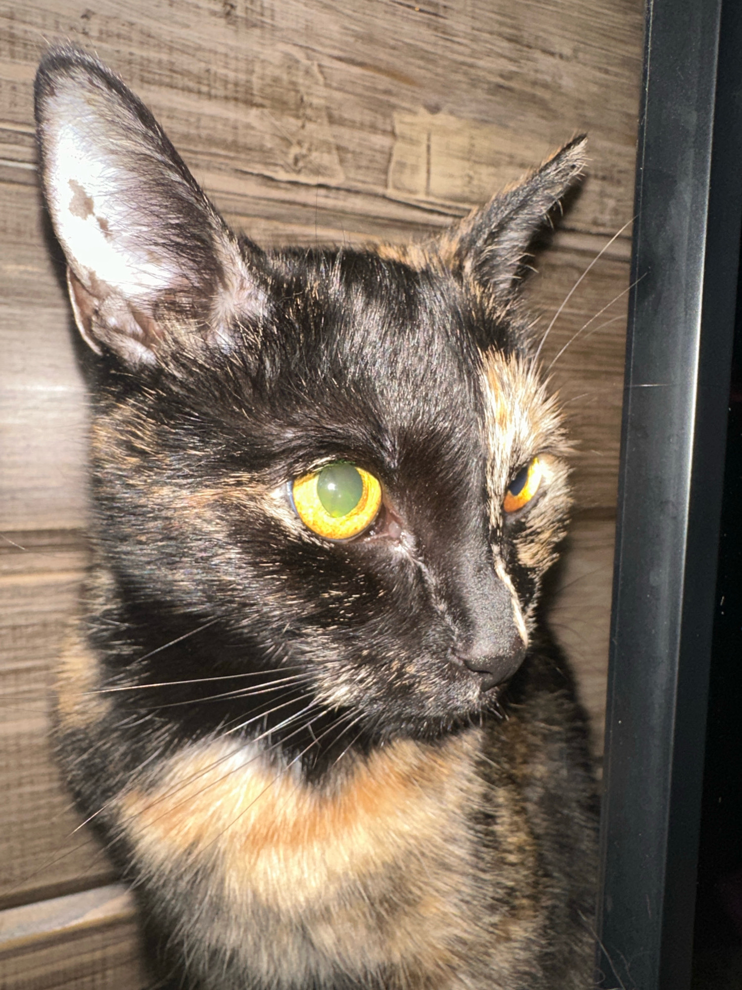 A tortoiseshell cat with bright yellow-green eyes is positioned in the foreground, looking to the right. Its fur displays a mix of black, orange, and brown patches. The cat's left ear has a lighter patch of fur on its inner surface. Behind the cat, a wooden surface with a visible grain pattern serves as the backdrop. To the right of the cat, a dark, vertical object, possibly a frame or piece of furniture, runs parallel to its body. The lighting appears to be dim, creating some shadows and highlighting the cat's features. The image captures a close-up view of the cat's head and upper body.