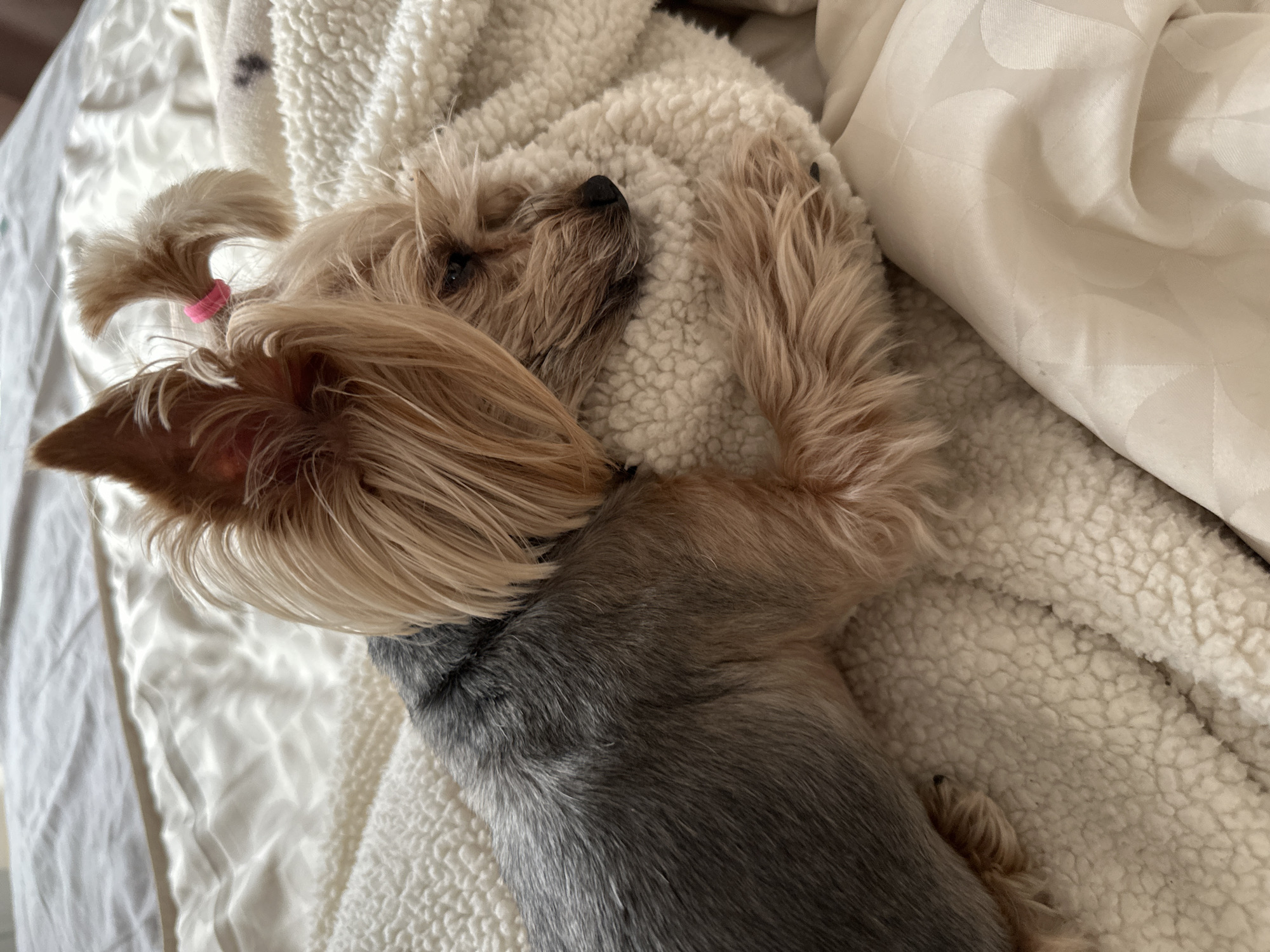 A Yorkshire Terrier with a pink hair tie in a topknot sleeps on a white blanket on a bed. The dog is facing away from the camera, with its head resting on a fluffy, off-white blanket. The back of the dog is grey, and the rest of its body is a light brown color. The scene is indoors. The location is not discernible from the image.