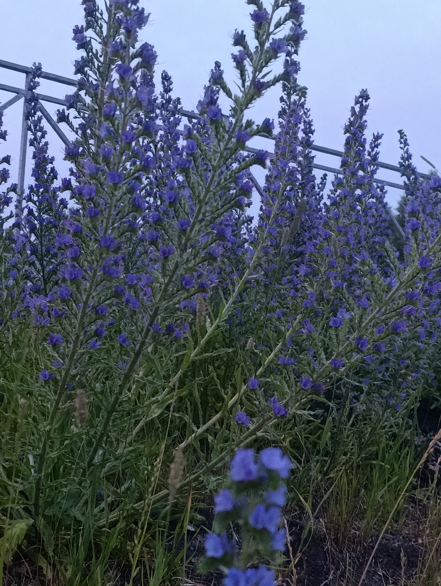 The image shows a patch of tall, flowering plants with numerous small, deep purple blossoms. The plants are densely packed, with long, slender stems covered in fuzzy, grey-green leaves and flower spikes. In the background, a grey metal structure, possibly a fence or trellis, is visible, partially obscured by the vegetation. The sky above is a muted, pale blue, suggesting either dawn or dusk. The scene is likely an outdoor area, given the presence of plants and the natural lighting. Without further context or visible landmarks, it is impossible to pinpoint the exact location within Penza, Russia.