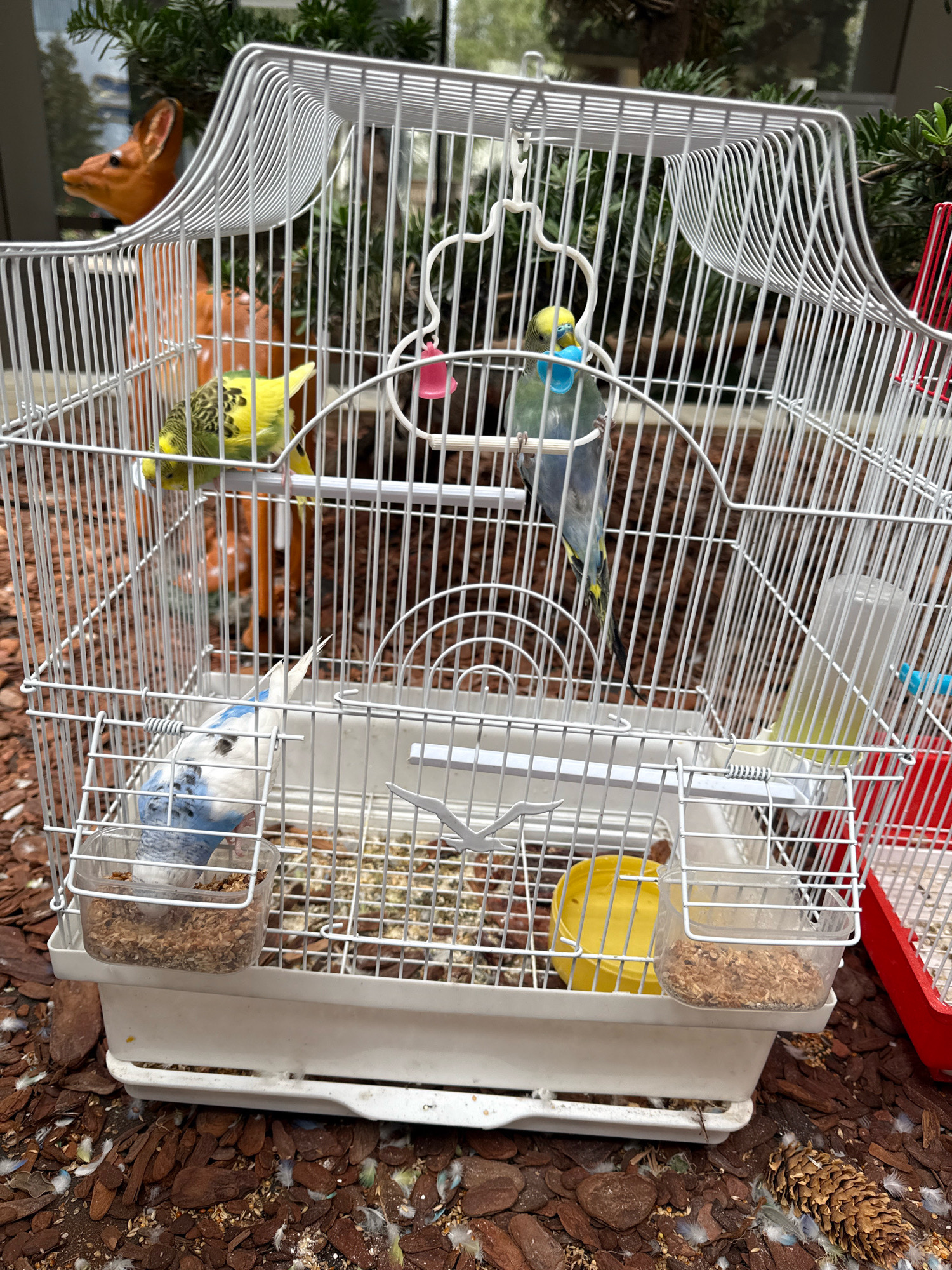 The image shows a white birdcage with three budgies. Two budgies are green and yellow, one is blue and white. One green and yellow budgie is perched on a horizontal bar, while the other is further back on a vertical bar. The blue and white budgie is upside down on a perch, with its head in a food dish. The cage is located outdoors on a surface of wood chips and pinecones. In the background, there is greenery and a brown deer figurine. The image is taken from a slightly elevated, eye-level perspective. The weather appears to be overcast, as indicated by the diffused light. The location is identified as Bosteri, Kyrgyzstan.