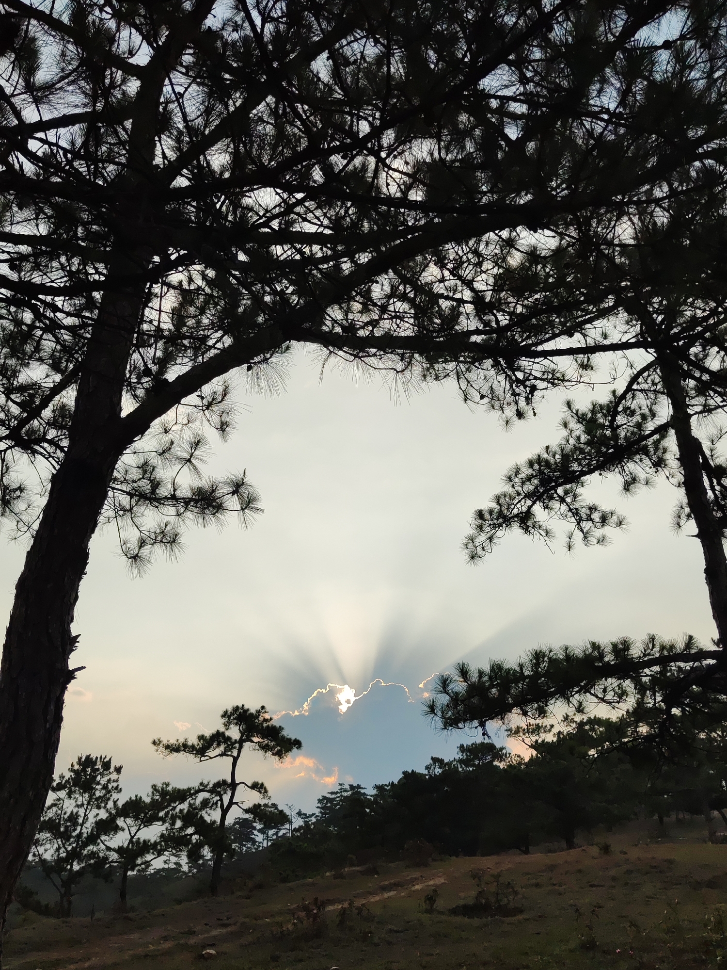 The image depicts a landscape in Lạc Dương, Vietnam, framed by two large, dark pine trees in the foreground. Their branches and needles create a dense, silhouetted canopy overhead. In the background, smaller pine trees cover a gently sloping hillside. The sun, partially obscured by a cloud, emits radiant beams of light, creating a dramatic sky. The ground appears to be grassy with a hint of a path or trail. The overall scene conveys a serene, natural environment.
