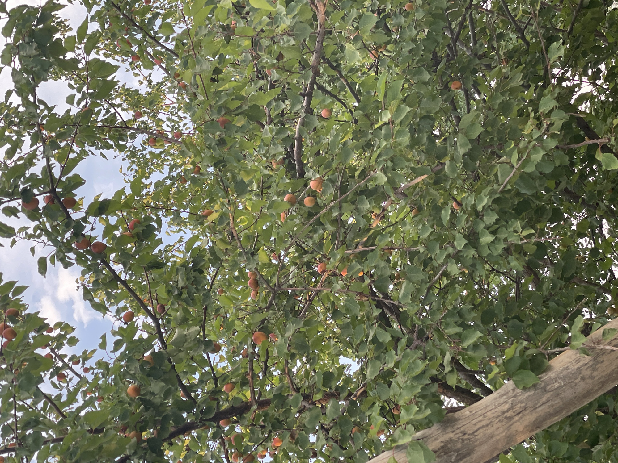 The image shows a close-up, low-angle view looking up into a tree laden with apricots. The fruit is small and round, with a peachy-orange hue, scattered amongst dense green leaves. Several branches are visible, some thicker and more textured, others slender. In the background, patches of a light blue sky with white clouds can be seen peeking through the foliage, suggesting it is daytime and the weather is clear. The overall impression is of a bountiful harvest from a fruit tree, likely in an outdoor setting. There is no visible text in the image. The location context is Bujum, Kyrgyzstan.