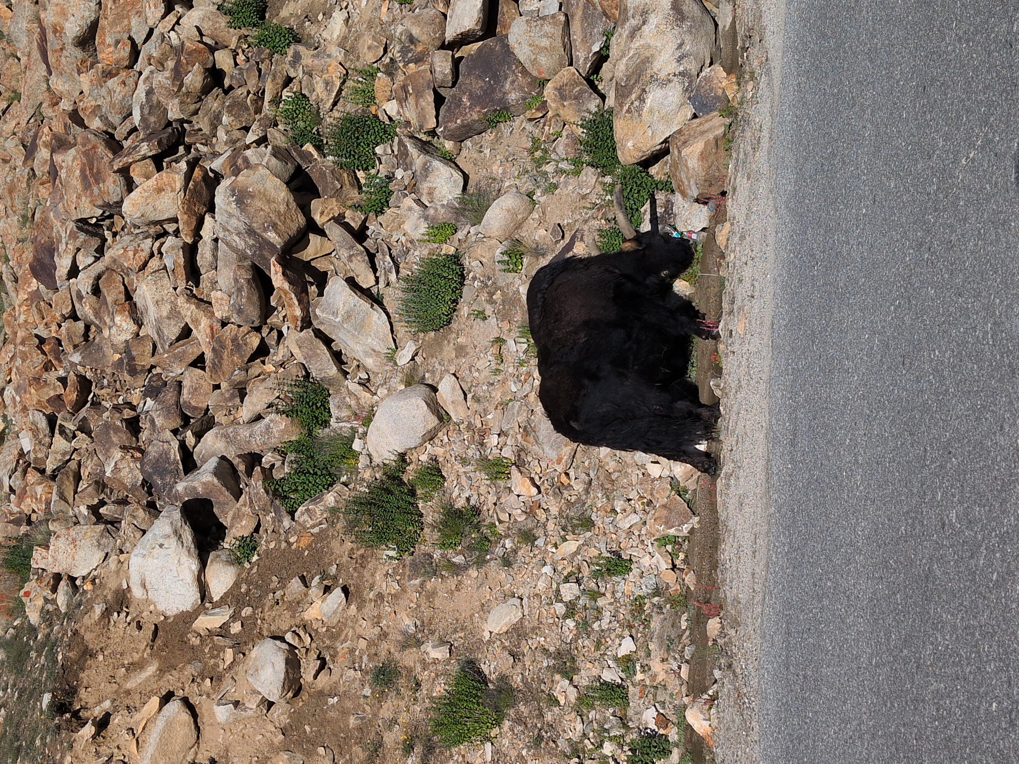 A black yak is standing by the side of a paved road, facing left with its head down, possibly drinking or grazing. The yak has long, shaggy fur and curved horns. Behind the yak is a rocky, barren hillside covered in various sizes of stones and scattered green vegetation. The ground appears dry and dusty. The road in the foreground is asphalt and shows some gravel. The scene is consistent with the landscape found in the higher altitudes surrounding Leh, India, known for its arid, mountainous terrain and the presence of yaks.