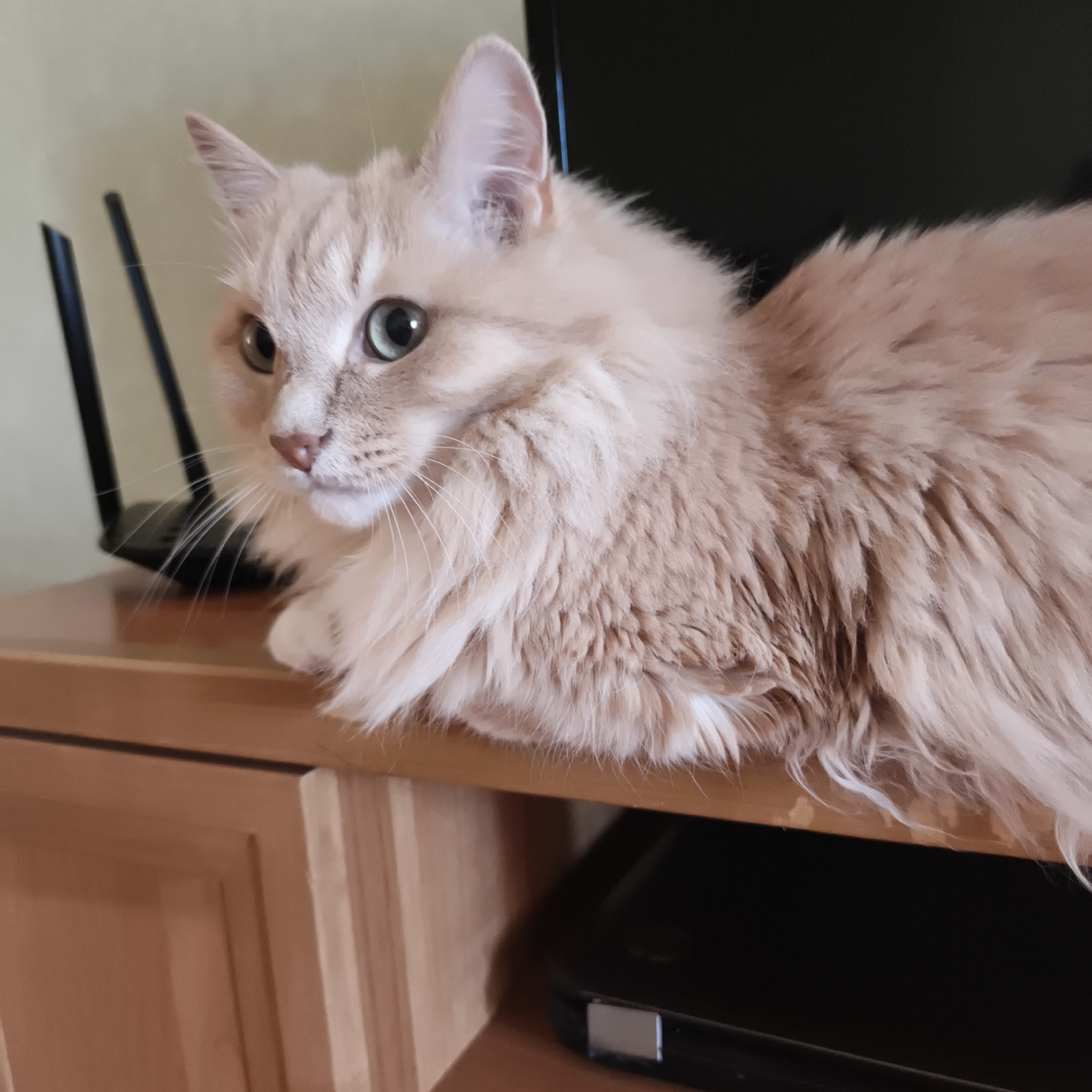 A fluffy, light-orange cat with green eyes is lying on a wooden surface. The cat is looking to its left, with its head tilted slightly. Behind the cat, to its left, is a black object with two thin, vertical antennas. To the right of the cat is a dark, flat object. The background is a light beige wall. The image appears to be taken indoors, likely in a home environment. There is no discernible connection to the city of Chaikovsky, Russia, as no specific landmarks or contextual clues are present in the image.