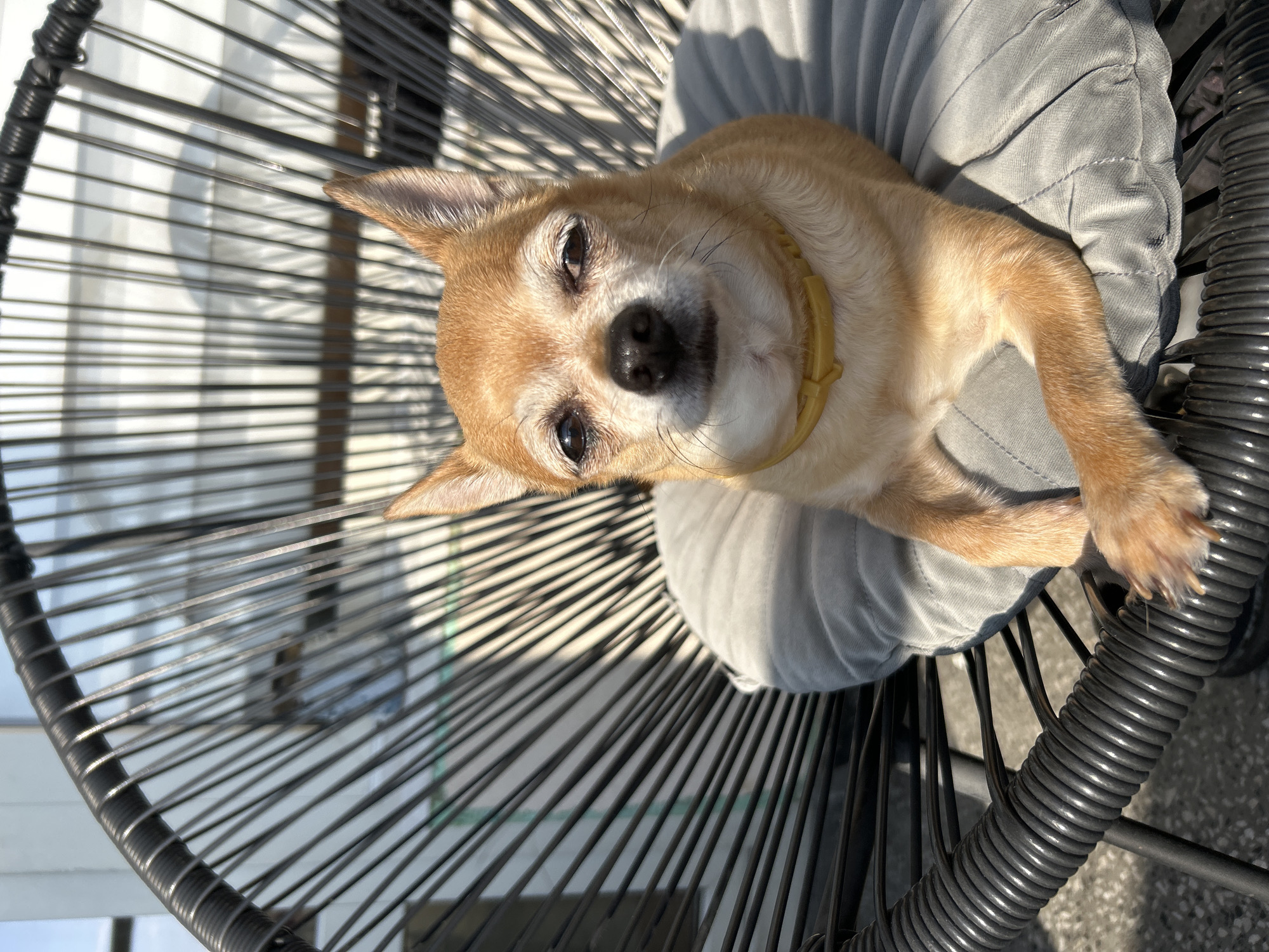 A tan Chihuahua, wearing a yellow collar, rests on a grey cushion on a black woven chair. The dog is facing forward, with its eyes partially closed. The chair is outdoors, with sunlight casting shadows from its woven structure onto the ground and the dog. The background shows a blurred building with windows. The scene appears to be in a city, possibly Sofia, Bulgaria, given the context provided.