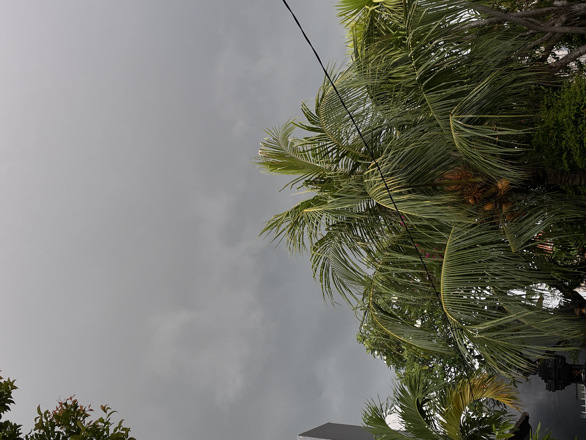 The image captures an upward view of a heavily overcast sky interspersed with tropical foliage. The sky is a uniform, muted grey, indicating significant cloud cover, possibly suggesting impending rain or a generally gloomy day, with no direct sunlight visible.
The scene is dominated by the vibrant green fronds of several palm trees, primarily occupying the right side and upper portions of the frame. The long, slender leaves exhibit varying shades of green, with some showing hints of yellowing. Nestled within the dense fronds, a cluster of small, yellowish-brown coconuts is clearly visible, characteristic of a mature coconut palm. Additional, denser dark green foliage from other trees or shrubs is present on the far right and a small section in the bottom left, where leaves with reddish tips can be seen.
A thin, dark cable, likely an electrical or utility line, cuts diagonally across the upper and middle sections of the image, passing in front of the grey sky and some palm fronds. In the bottom right corner, a small, dark, angular section of a building or structure is partially discernible, hinting at human development within the natural setting.
The prominent presence of palm trees and coconuts strongly suggests a tropical environment, aligning with the provided location context of Kuta Selatan, Indonesia. The lack of direct sunlight and the grey sky contribute to a quiet, perhaps anticipatory atmosphere. No people or visible text are present in the image.